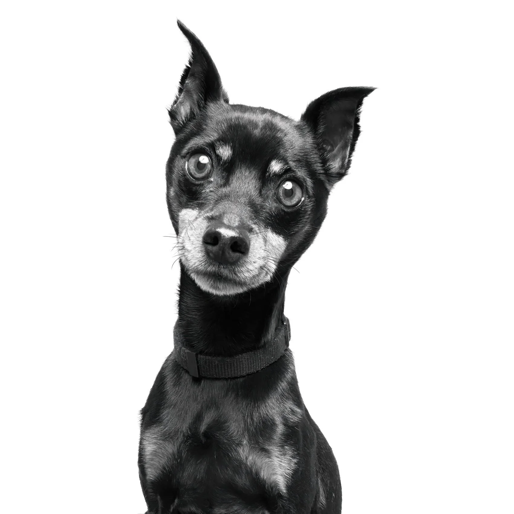 Studio photo of a dog on a white background.