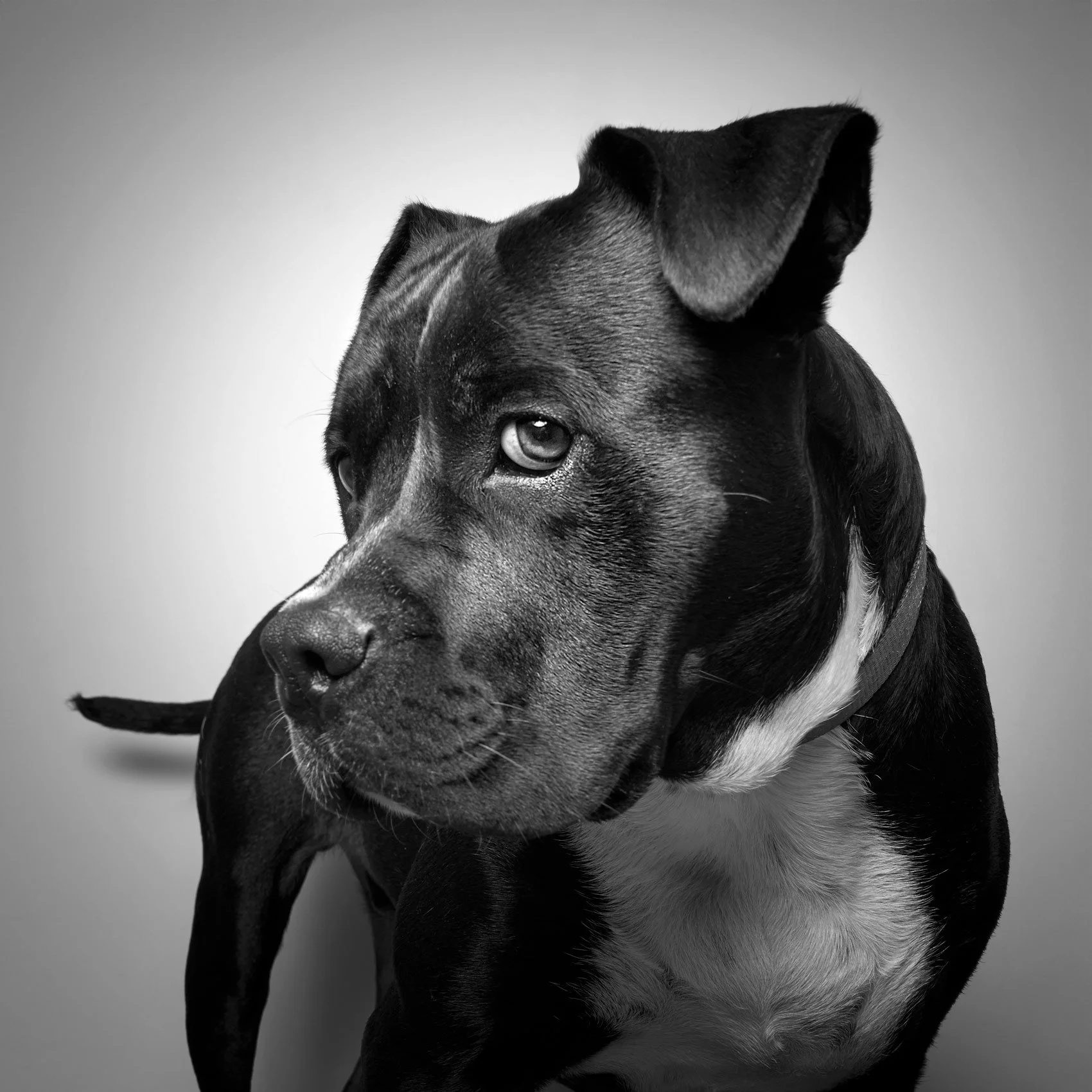 BW studio photo of a dog.