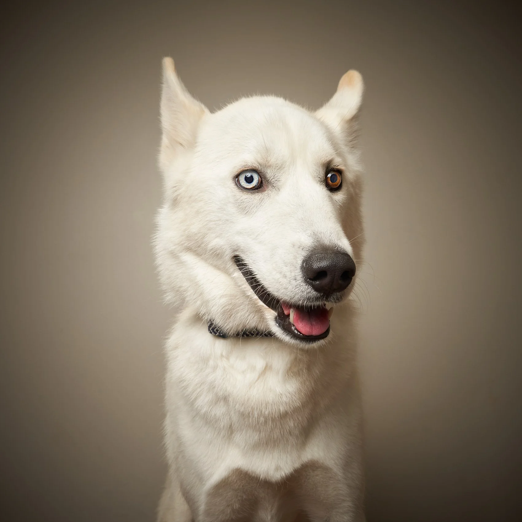 Studio portrait of a white Husky.