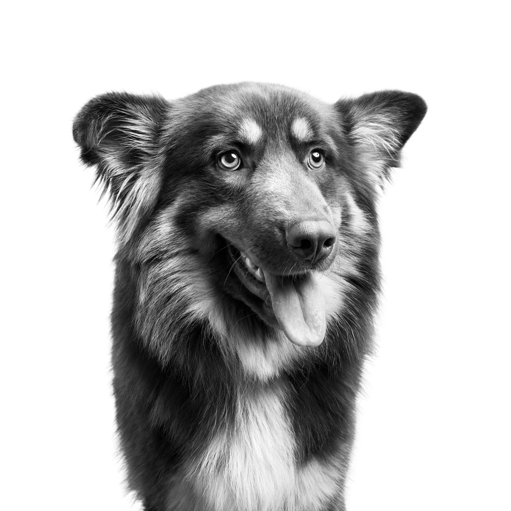 BW photo of a dog in studio.