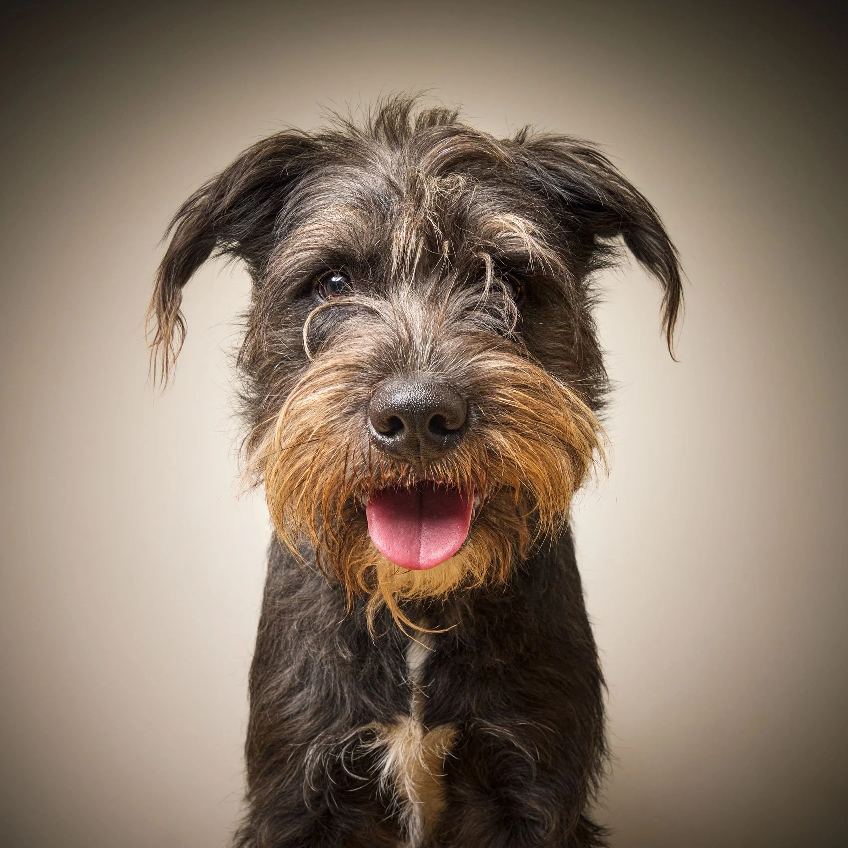 Studio portrait of a Wired Hair Terrier.