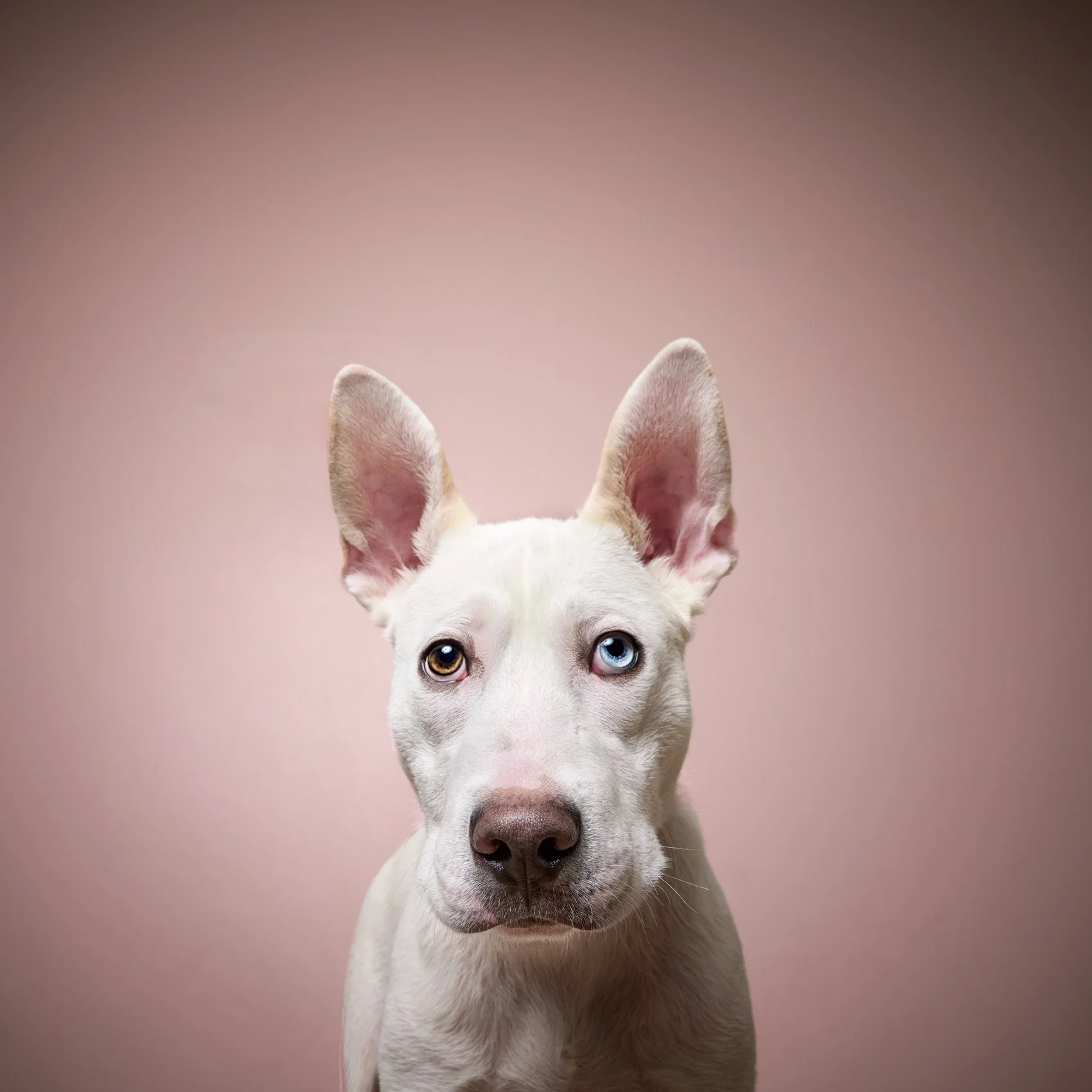 Studio portrait of a white dog on a pink background.