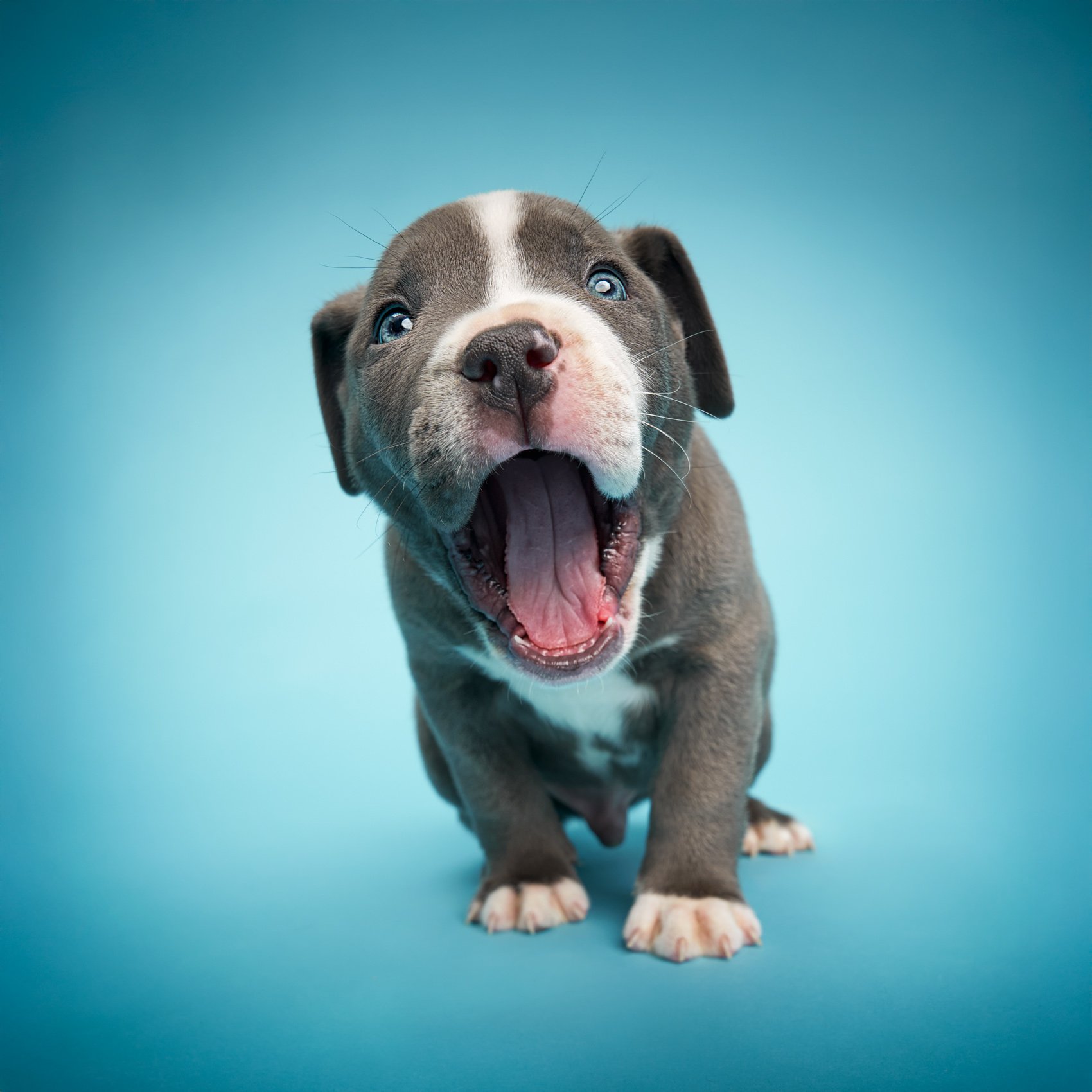 Studio portrait of a Pitbull puppy.