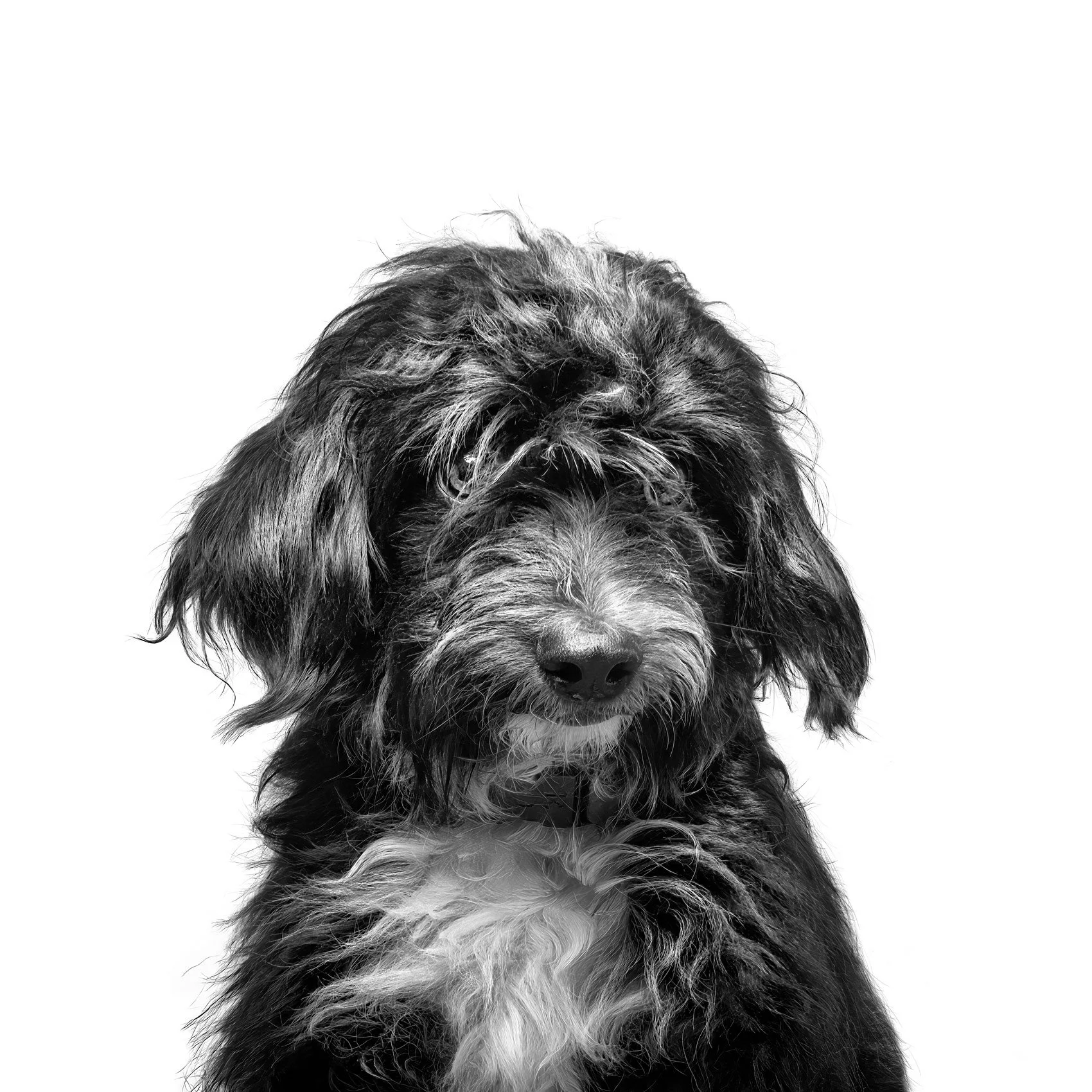 Black and white photo of a dog in studio on a white background.