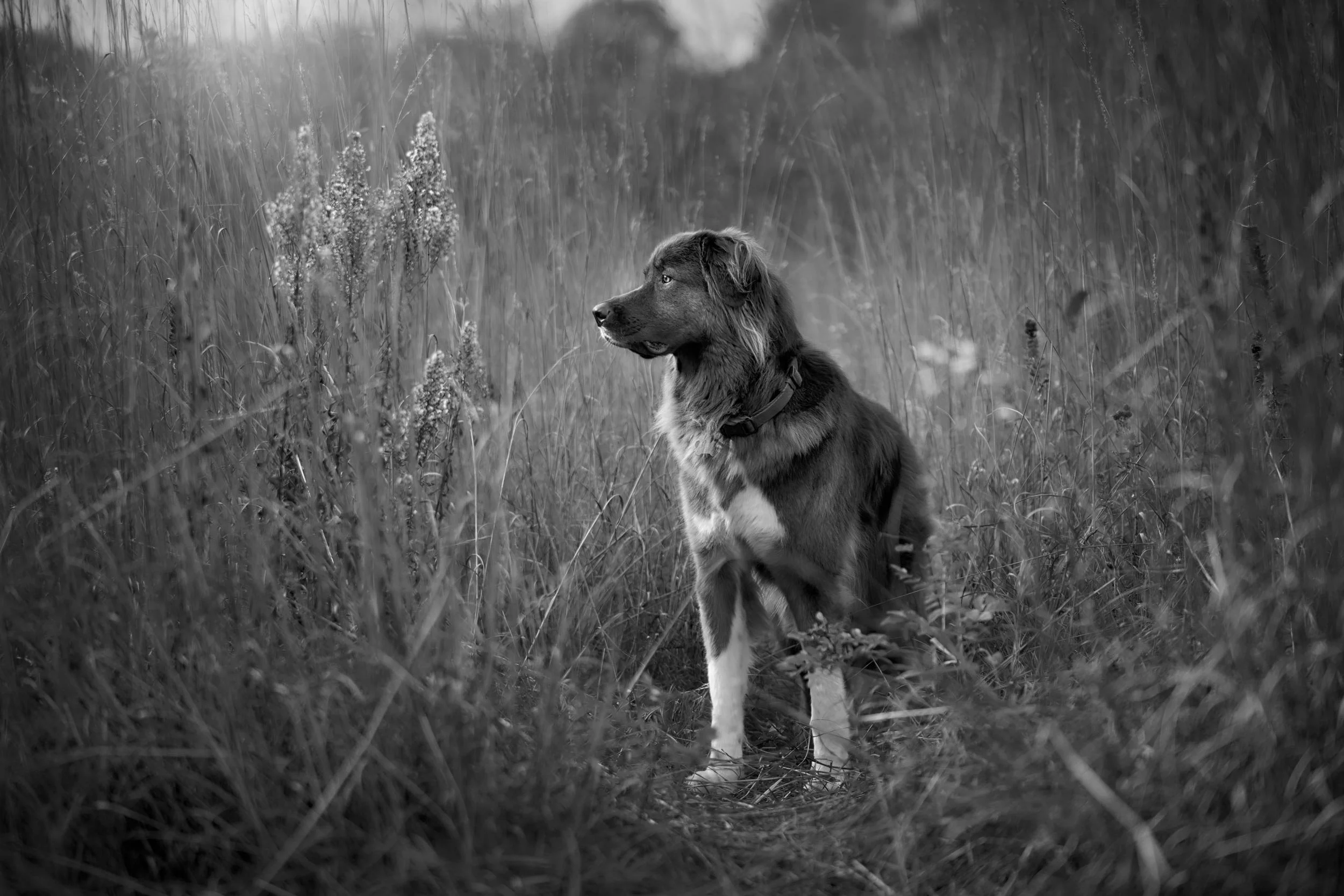 BW photo of a dog in a field.