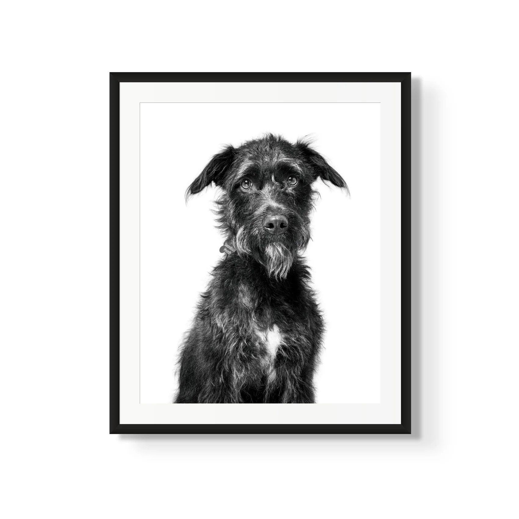 Black and white framed portrait of a scruffy dog with a white patch on its chest, looking straight at the camera.