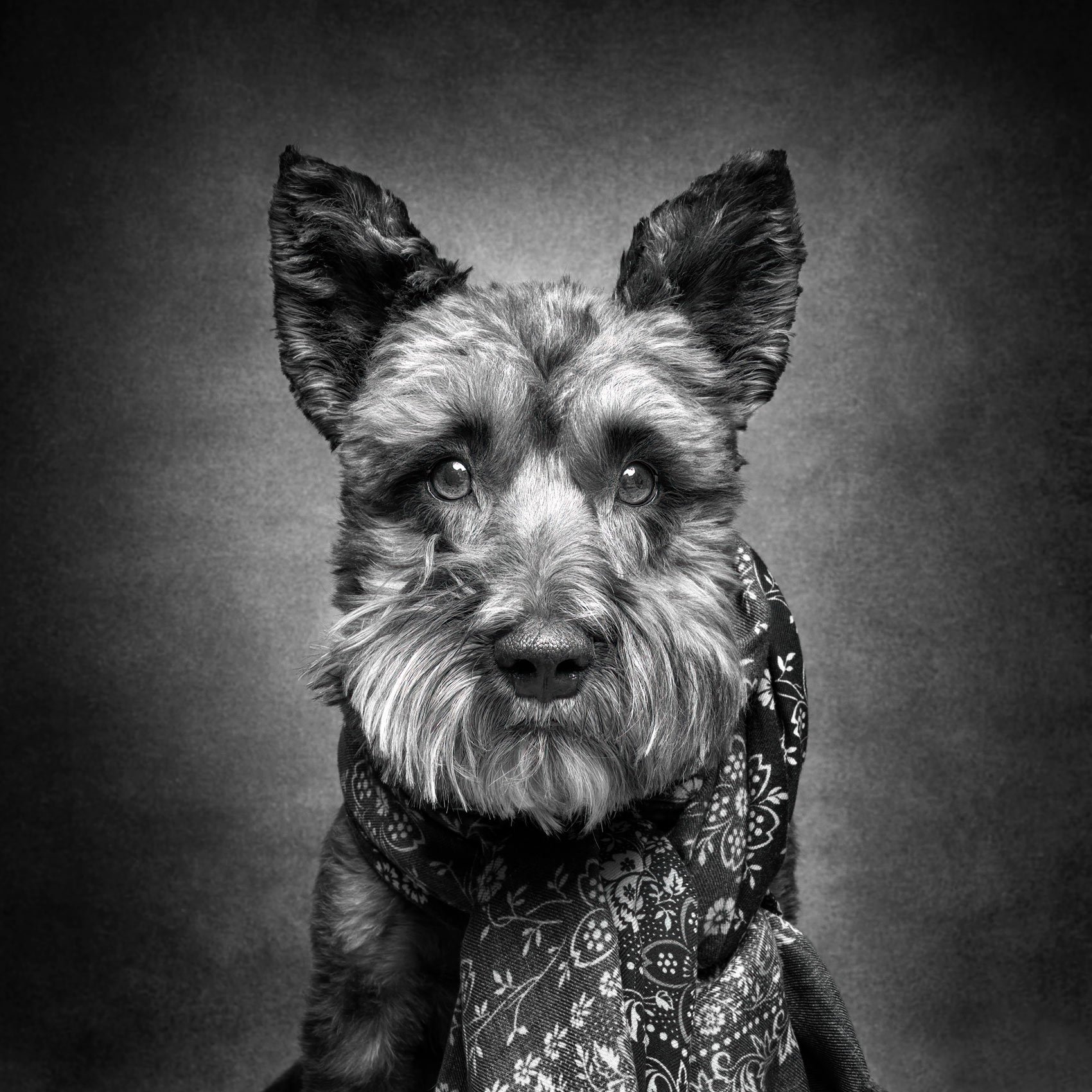 Fine art black and white portrait of a Schnauzer dog in studio.