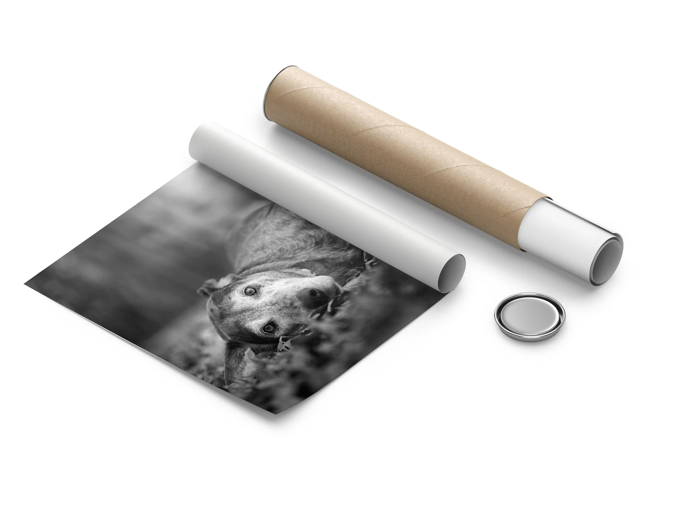 Black and white photo of a dog, printed on photo paper, next to two rolled-up sheets of paper, one white and one brown, with a metal ring.