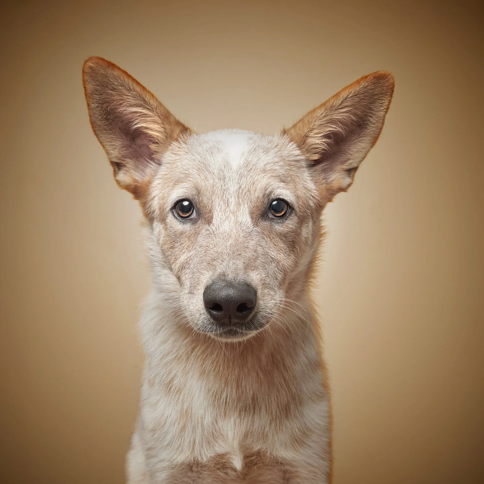 Color studio photograph of a dog on a seamless background..