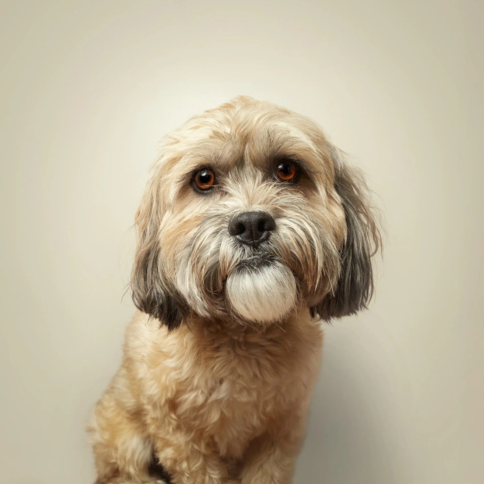 Color studio photograph of a dog on a seamless background..