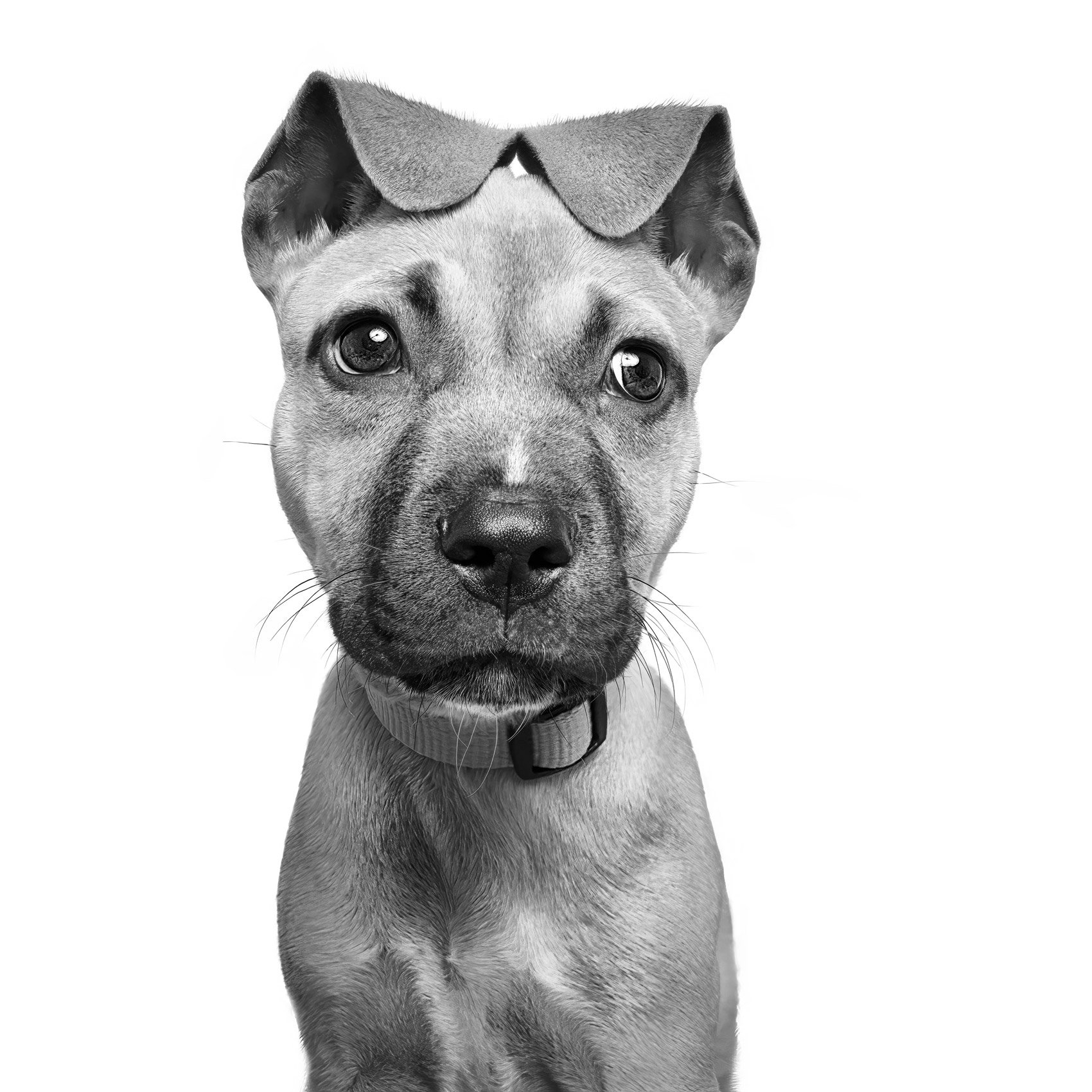 Black and white photograph of a cute puppy with funny ears