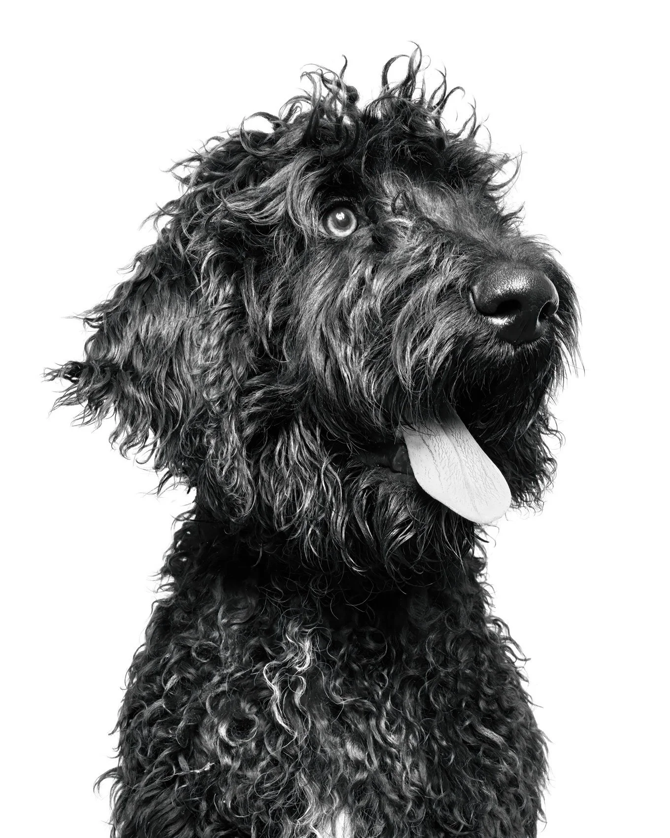 Black and white photo of a curly-haired dog with its tongue out, looking to the side against a white background.