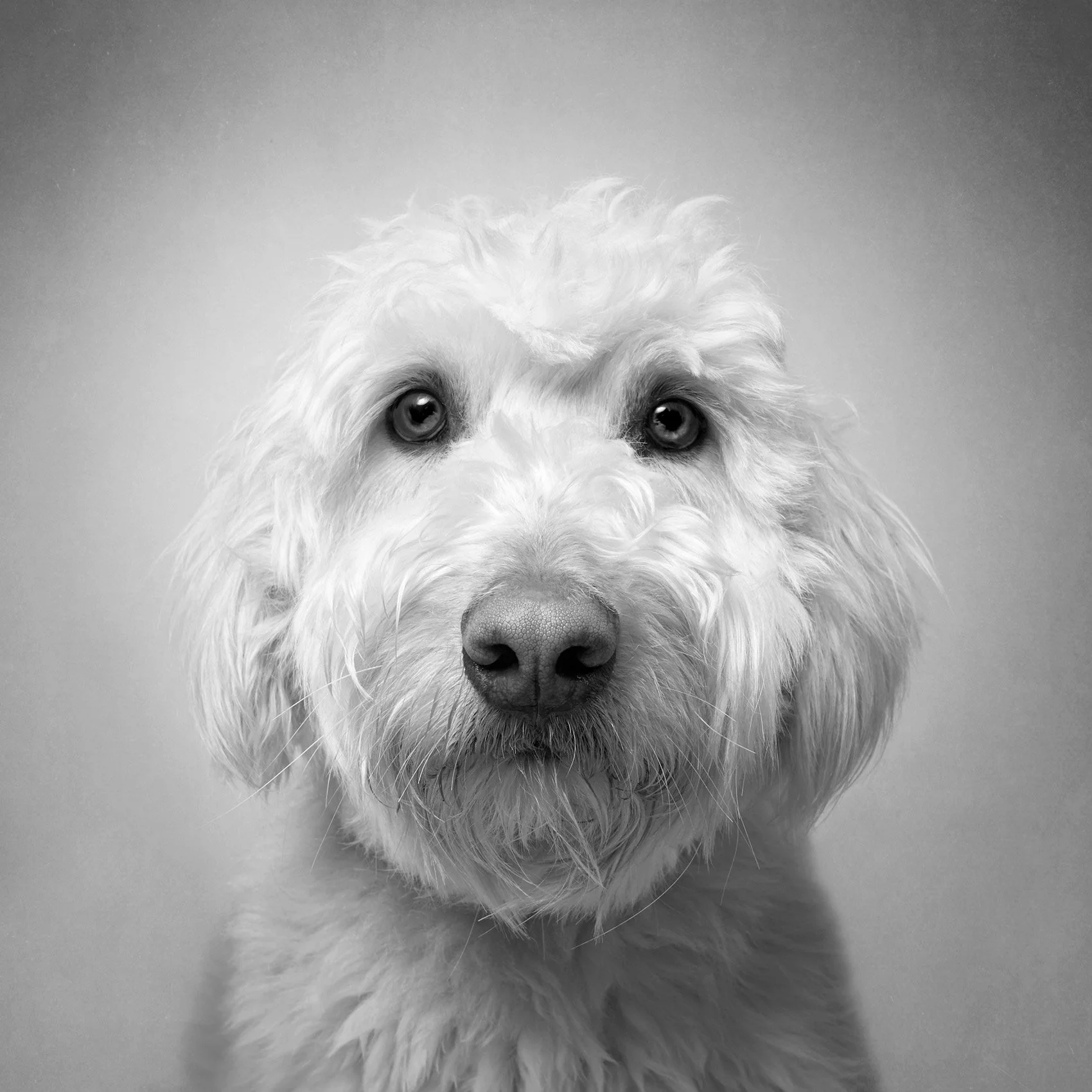 BW studio photo of a dog.