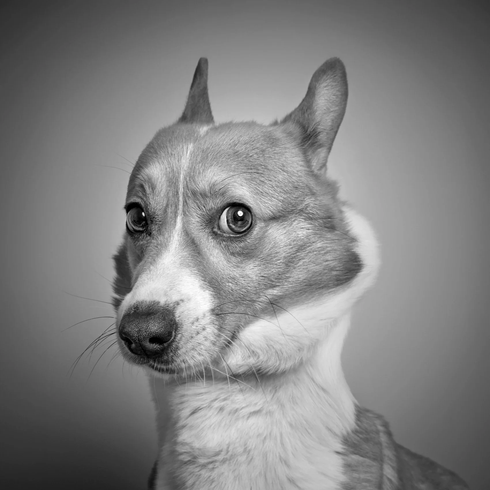 BW studio photo of a dog.