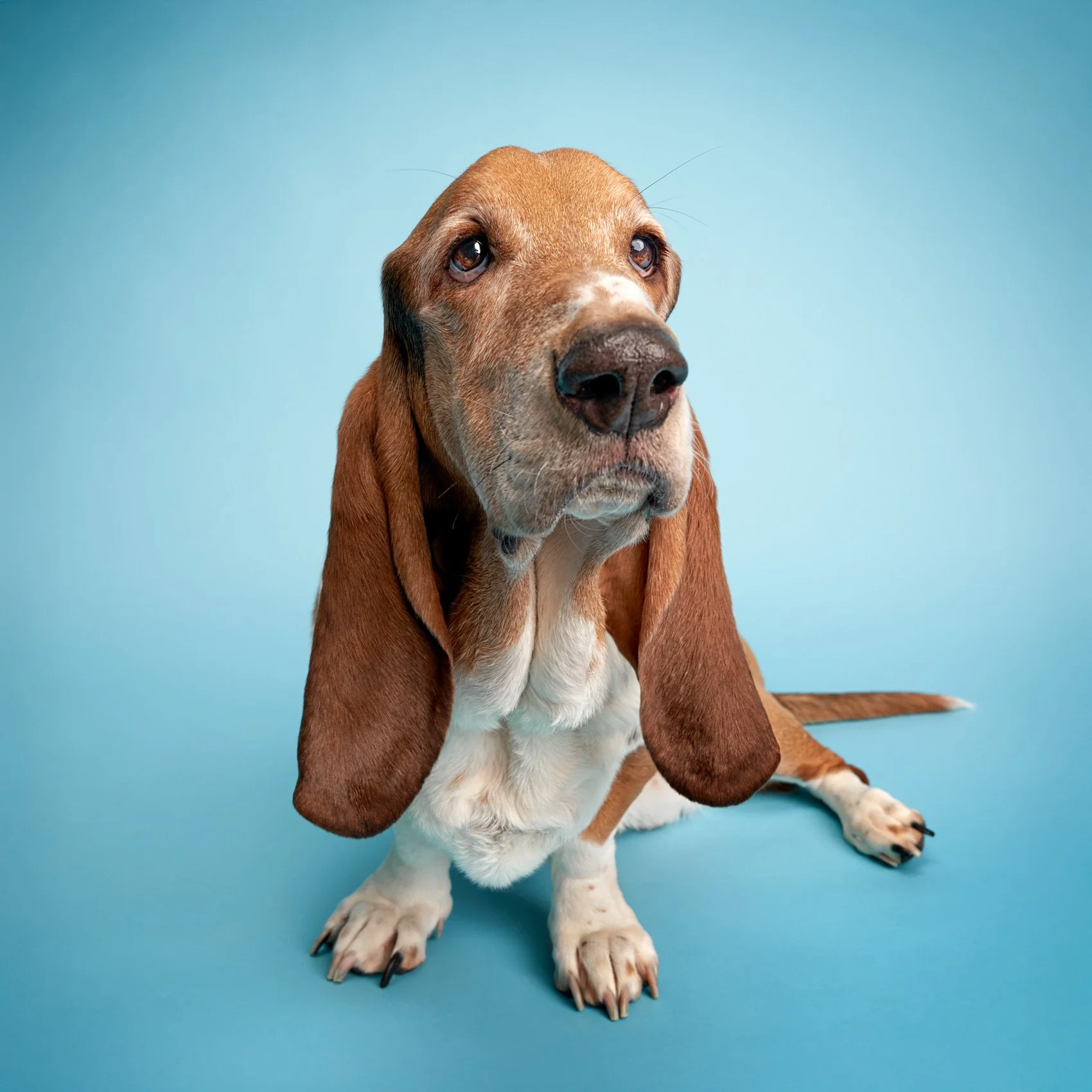 Studio portrait of a Basset Hound dog.