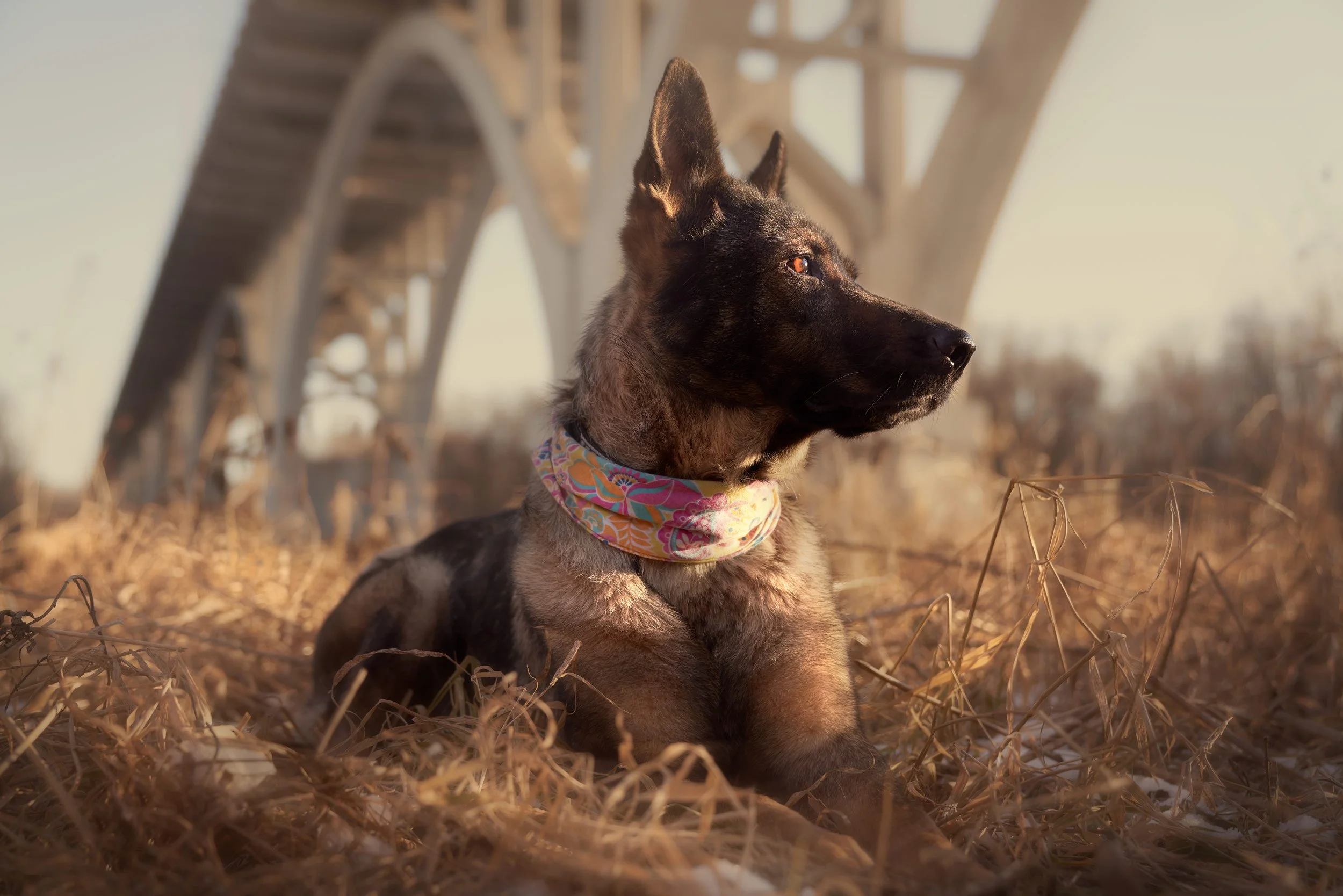 Portrait of a German Shepherd under a bridge.