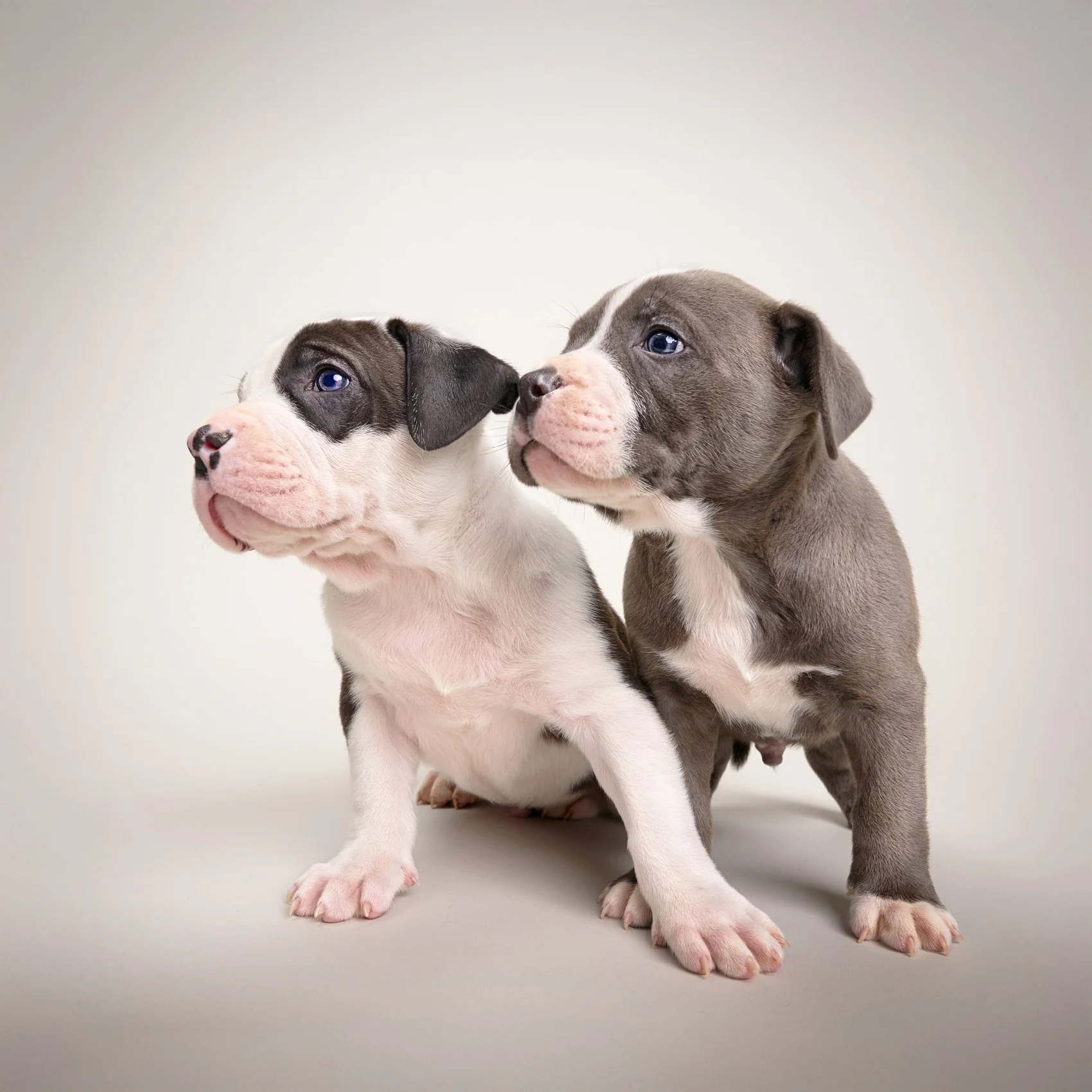 Two Pitbull puppies in studio.