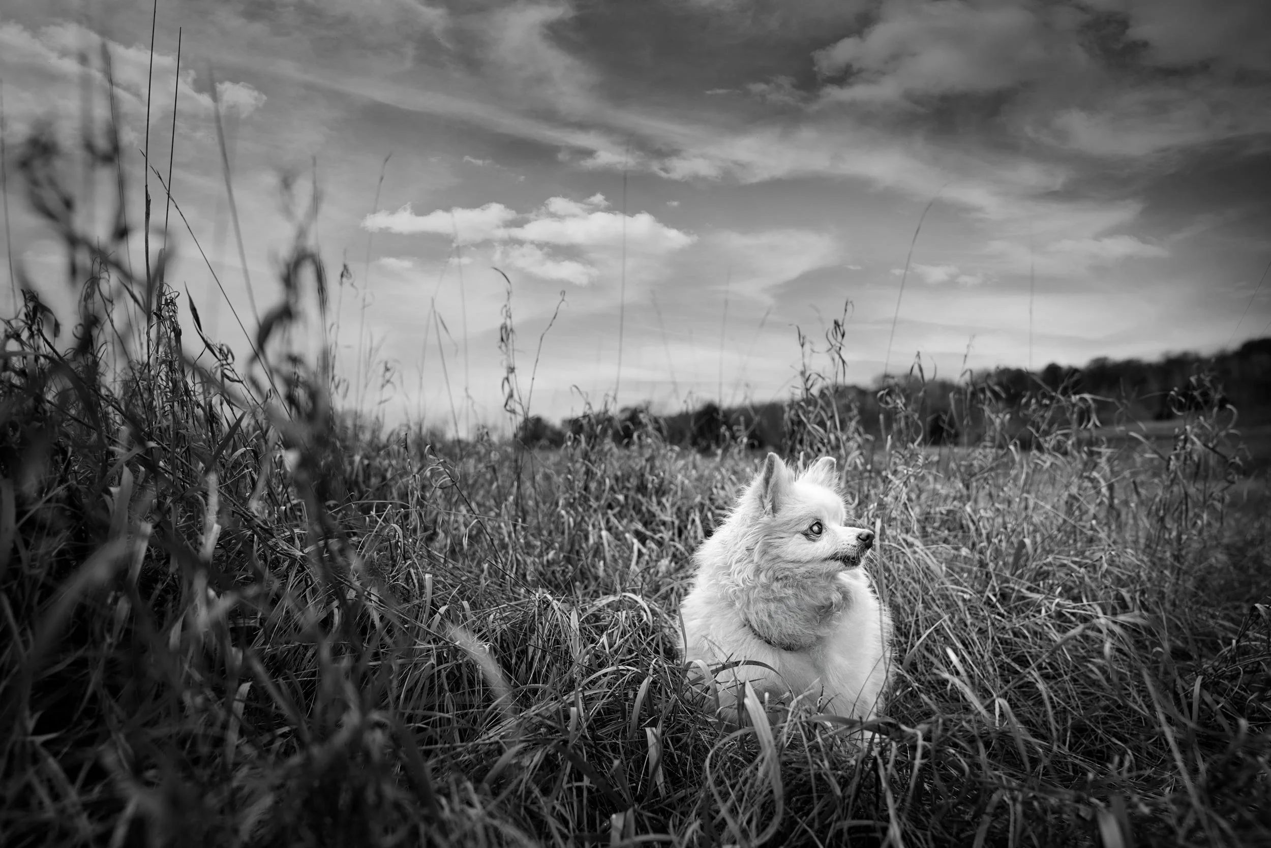 Black & white photo of a senior dog in a field.