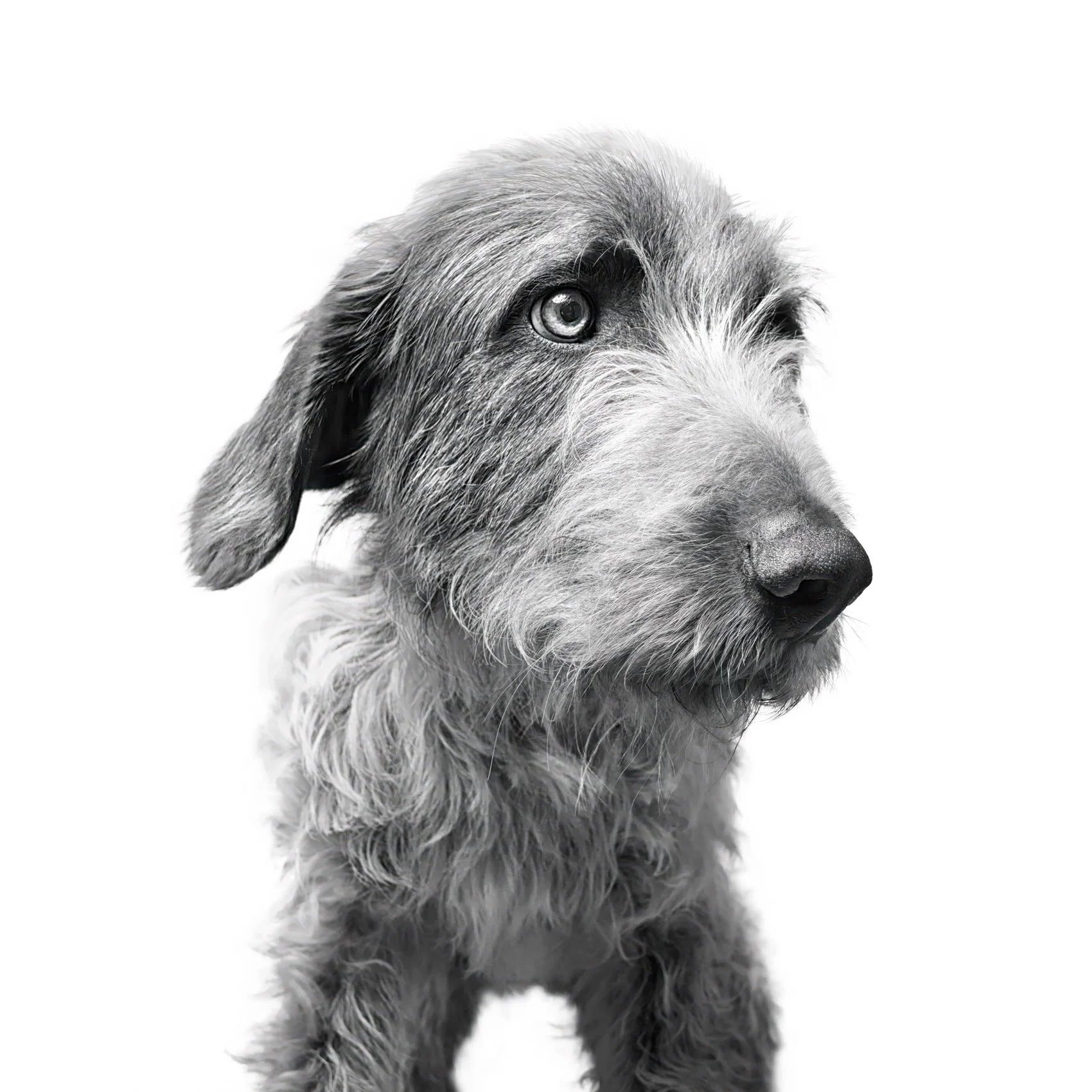 Black and white photo of a dog in studio on a white background.
