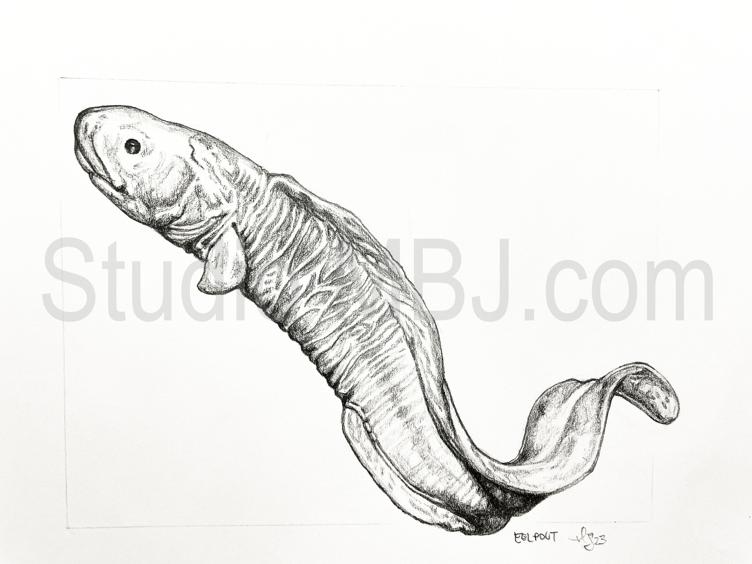 Eelpout, Thermarces cerberus, 4x6" graphite on paper