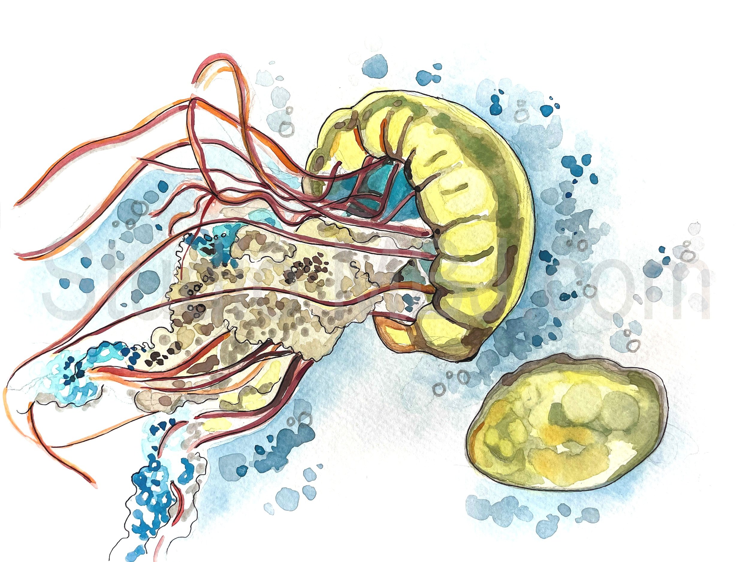 Yellow Jellyfish, 9x12" watercolor