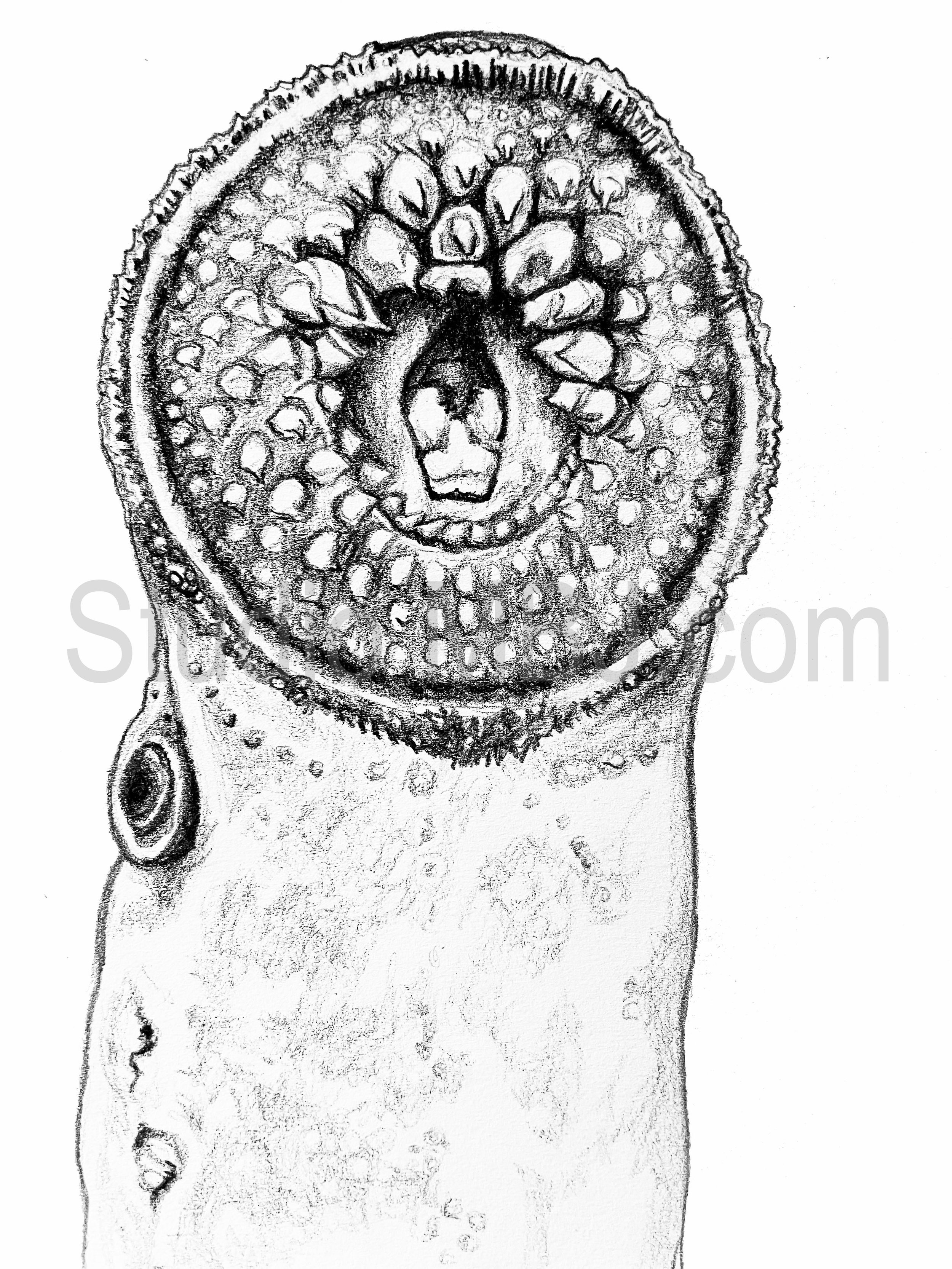 Lamprey, 4x6" graphite on paper