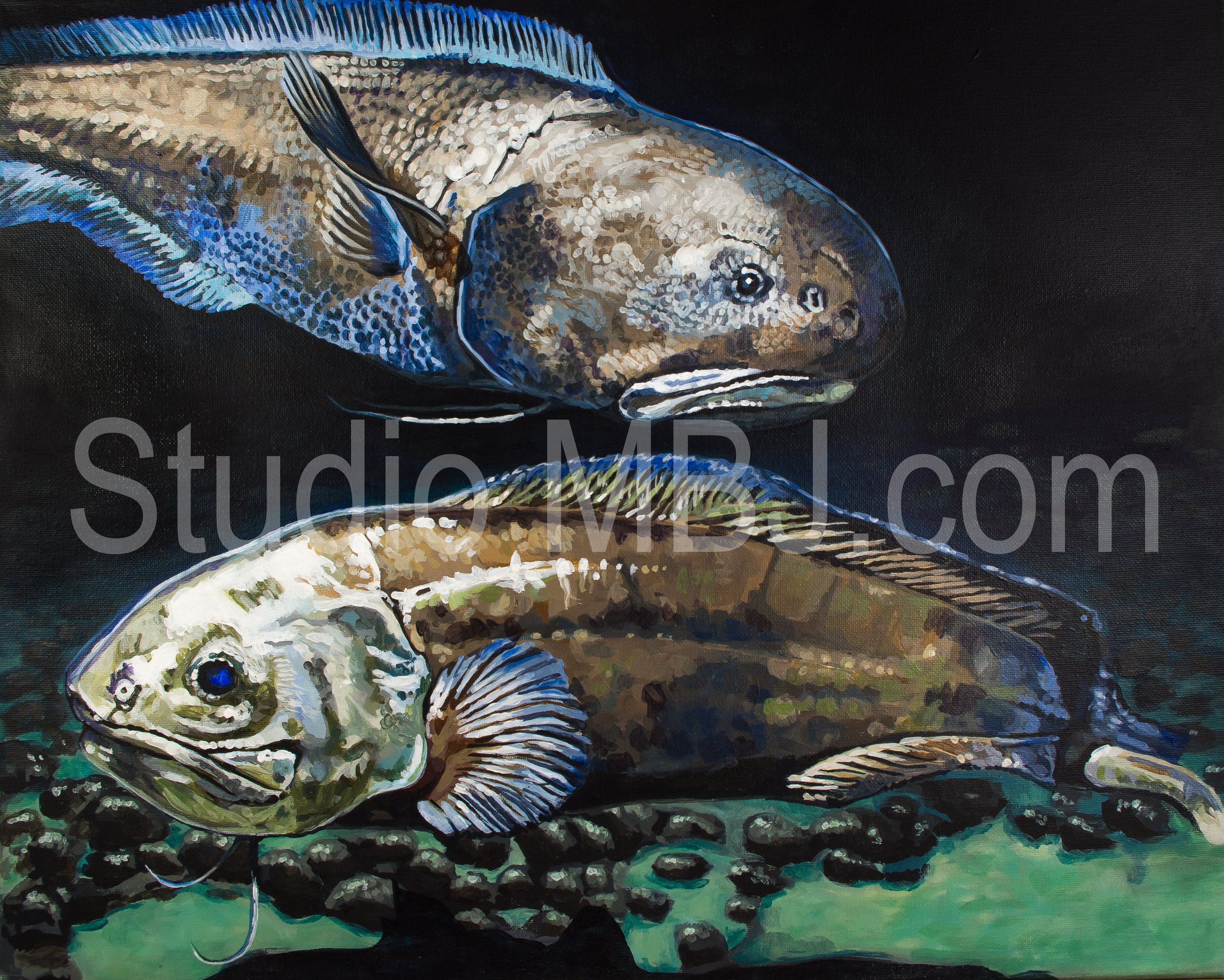 Robust assfish and Pudgy cusk eel, Bassozetus robustus and Spectrunculus grandis, 16X20 acrylic on canvas