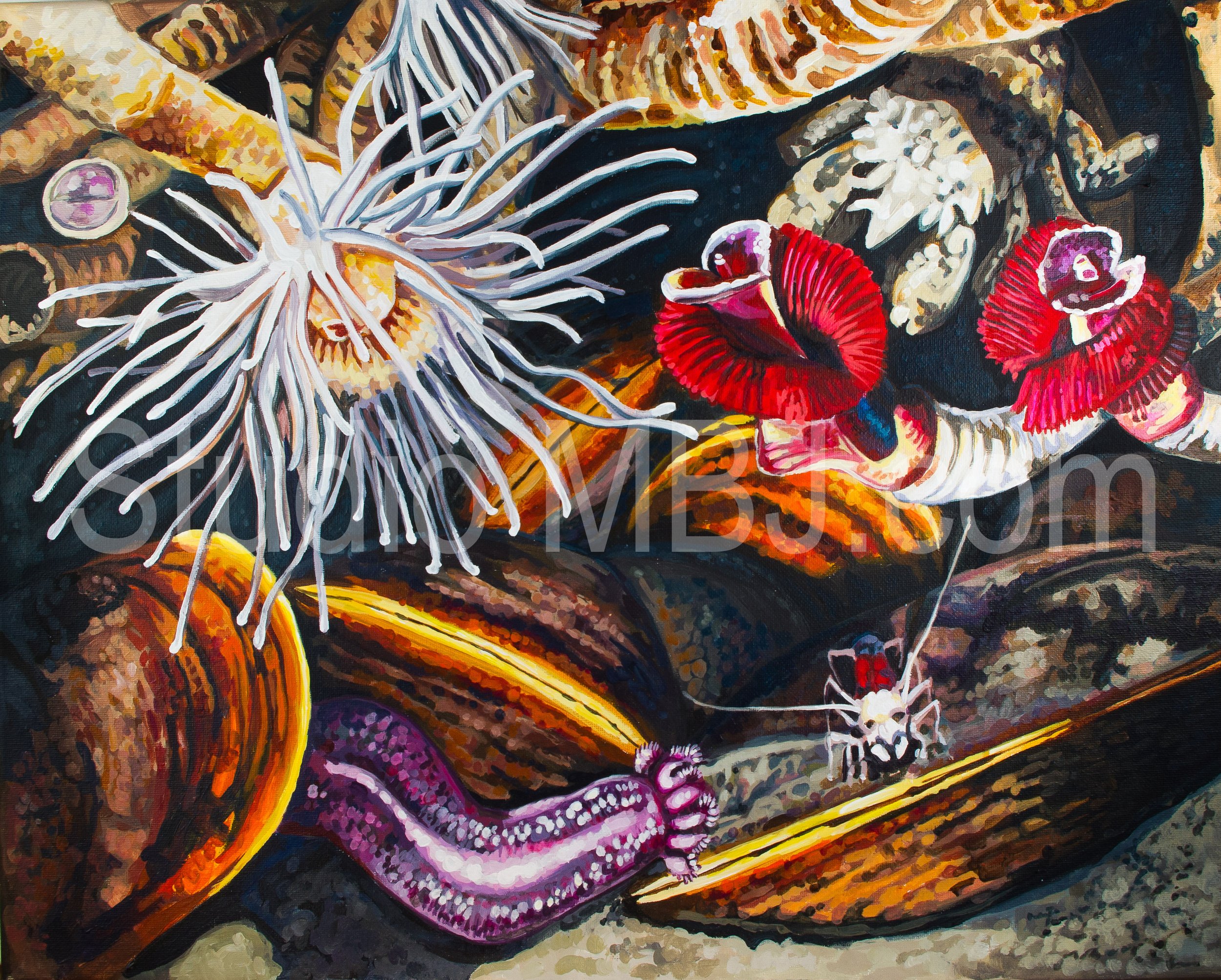 Cold Seep community, Lamellibrachia, Bathymodiolus brooksi, Chiridota hydrothermica, Alvinocarid Shrimp, Munidopsis, 16X20" acrylic on canvas.