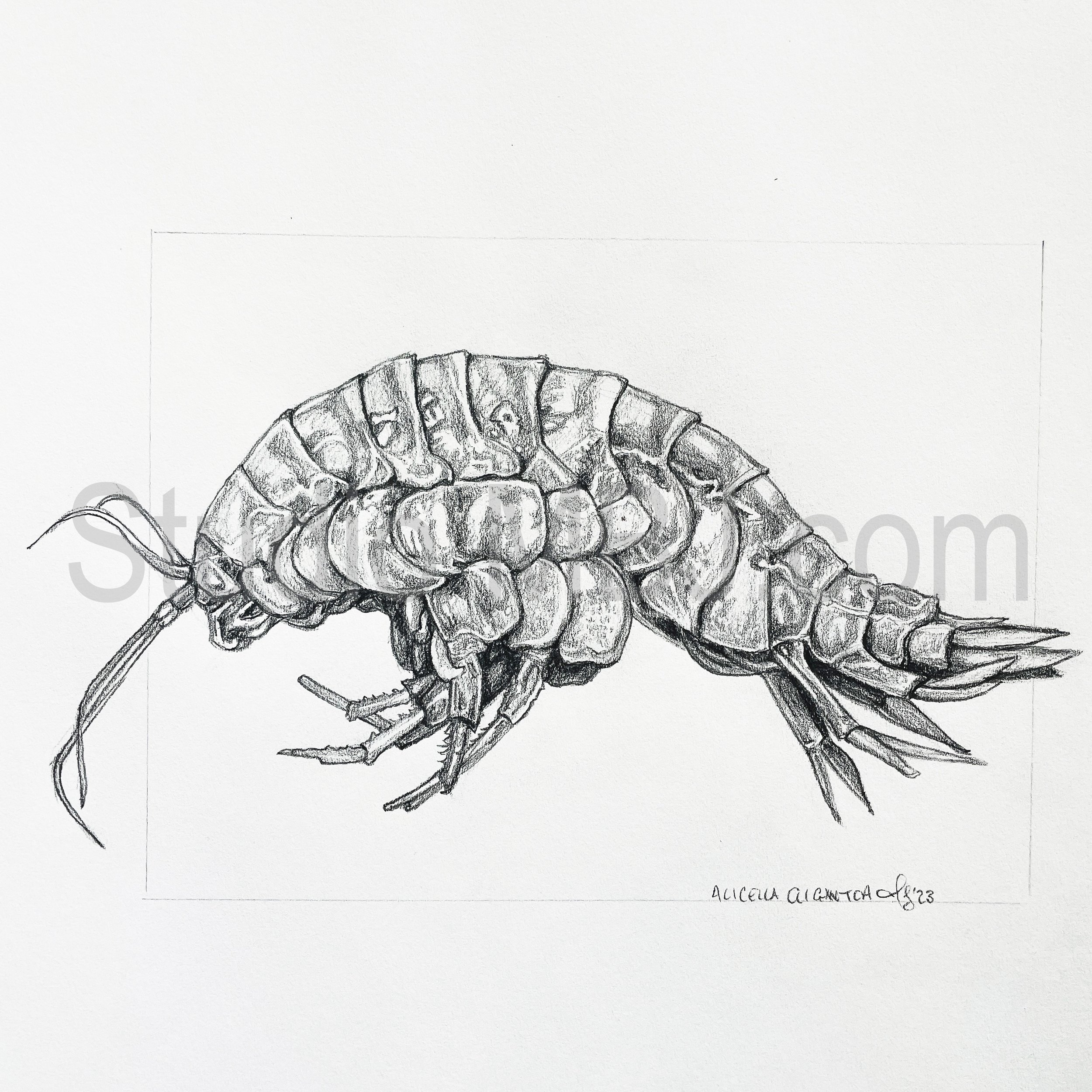 Super Giant Amphipod, 4x6" graphite on paper