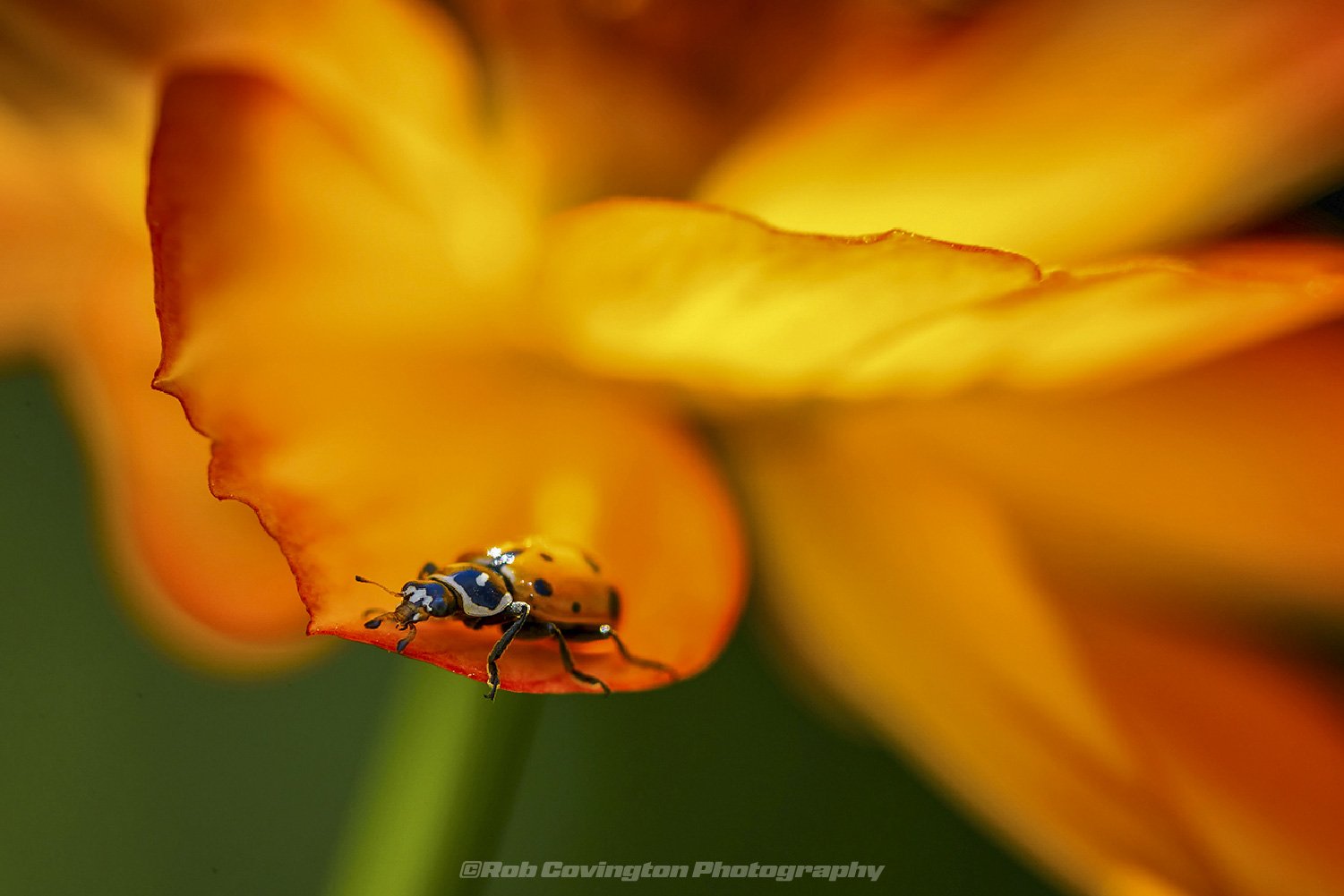 Ladybug on an orange Cosmos, by Rob Covington.
