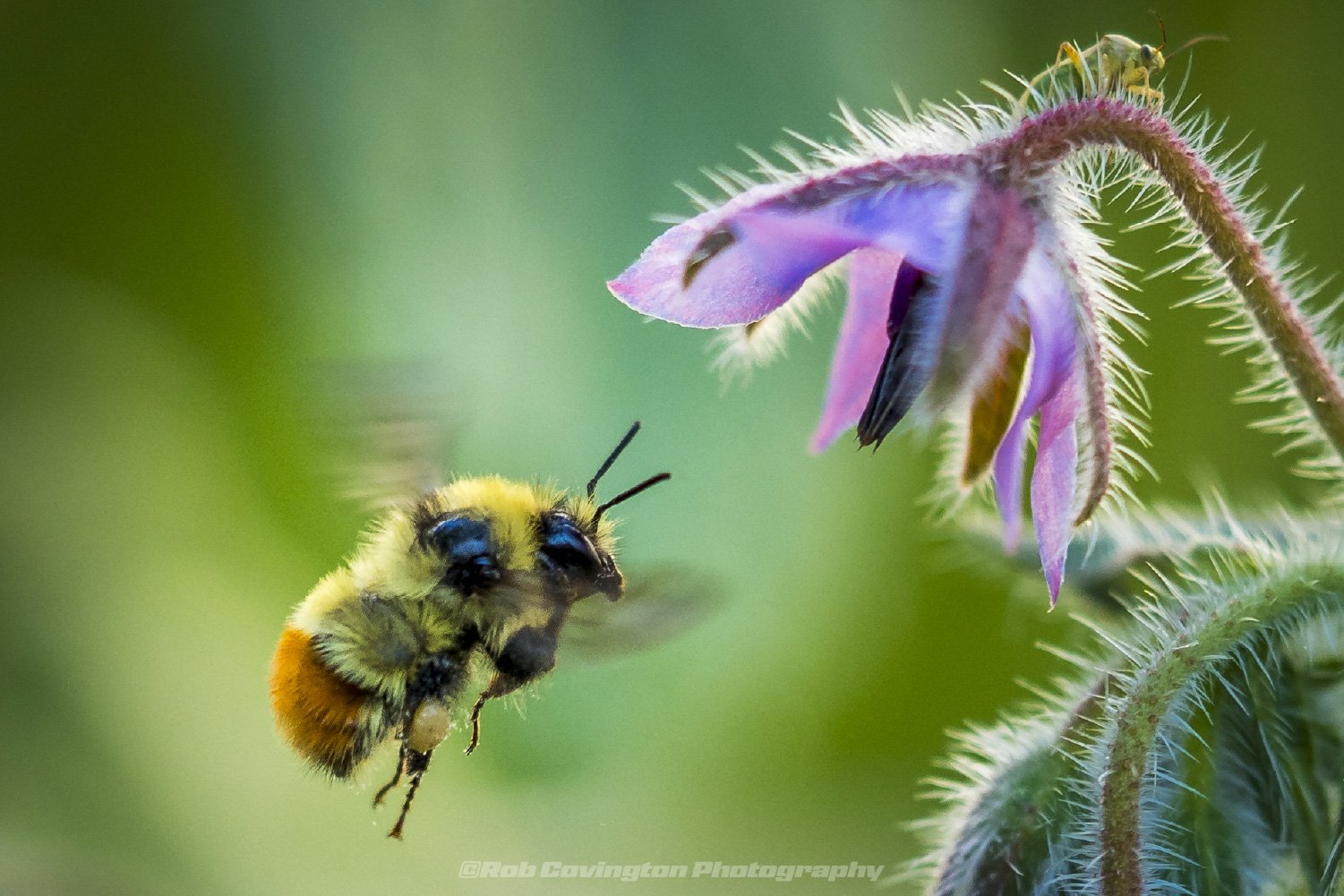 Bumblebee in flight, by Rob Covington.