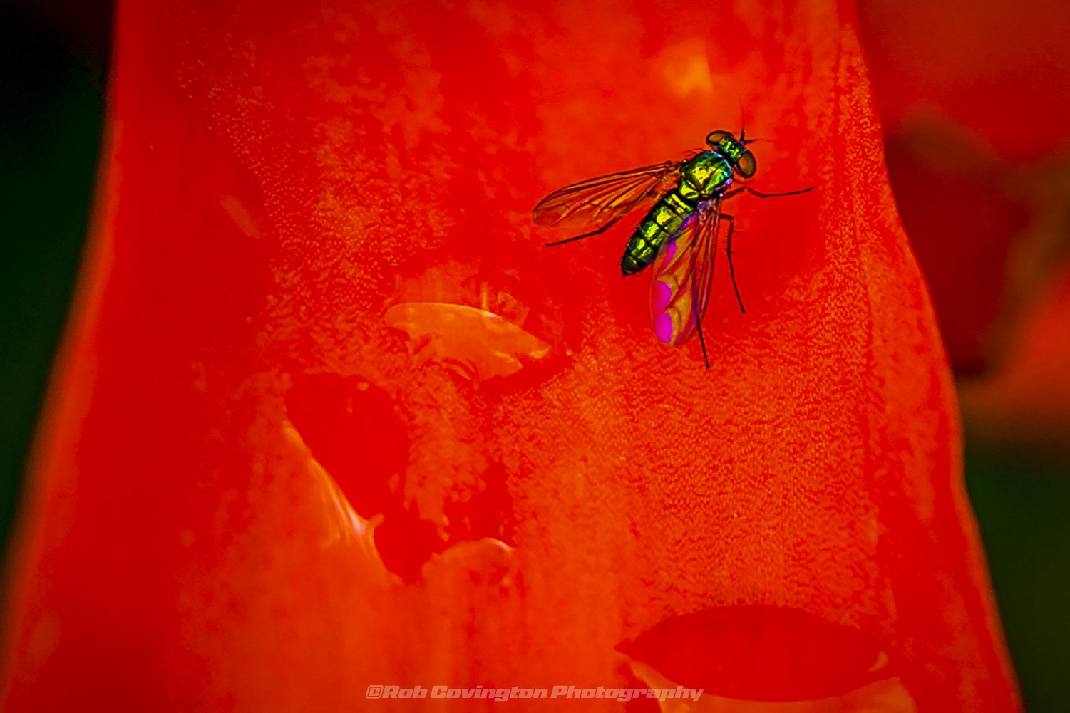 Green fly on a red flower, by Rob Covington.