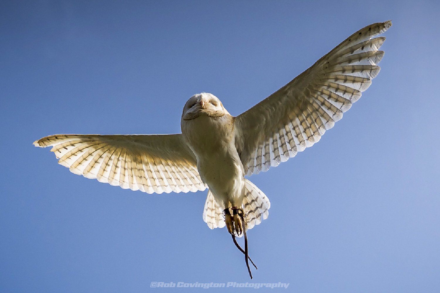 Barn Owl in flight, wildlife photography, by Rob Covington.
