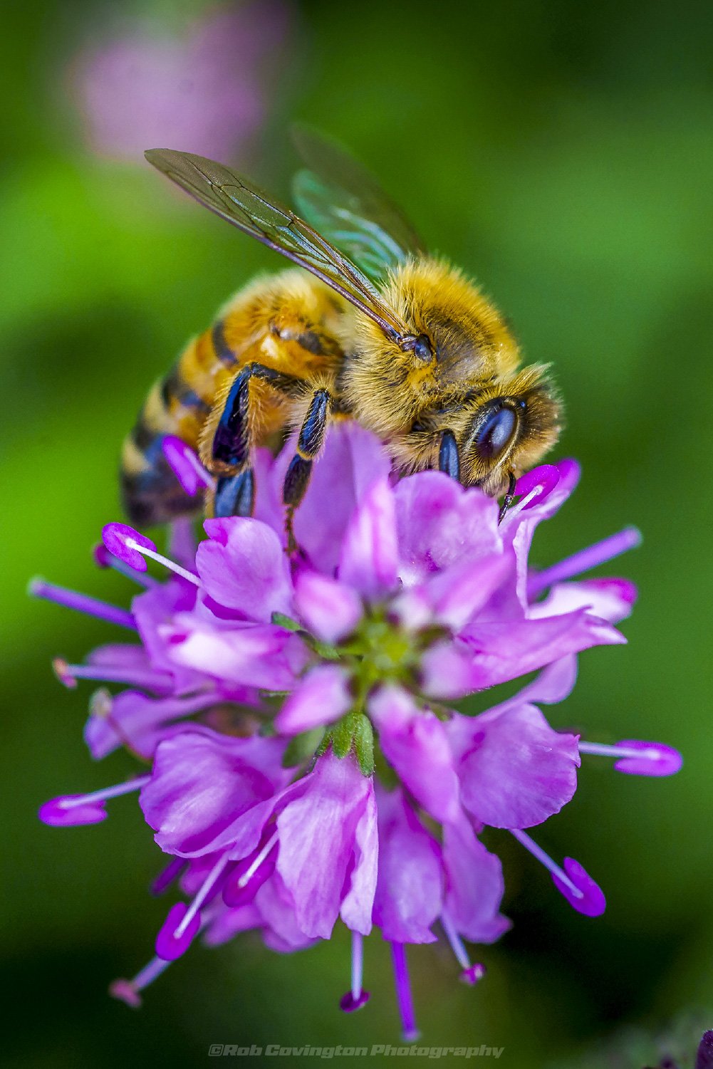 Macro photography of a honeybee on a flower, by Rob Covington