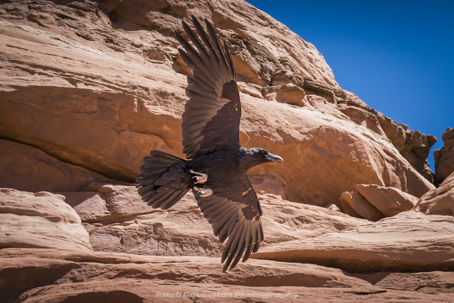 Crow in flight at Delicate Arch, Utah with red rocks behind it.