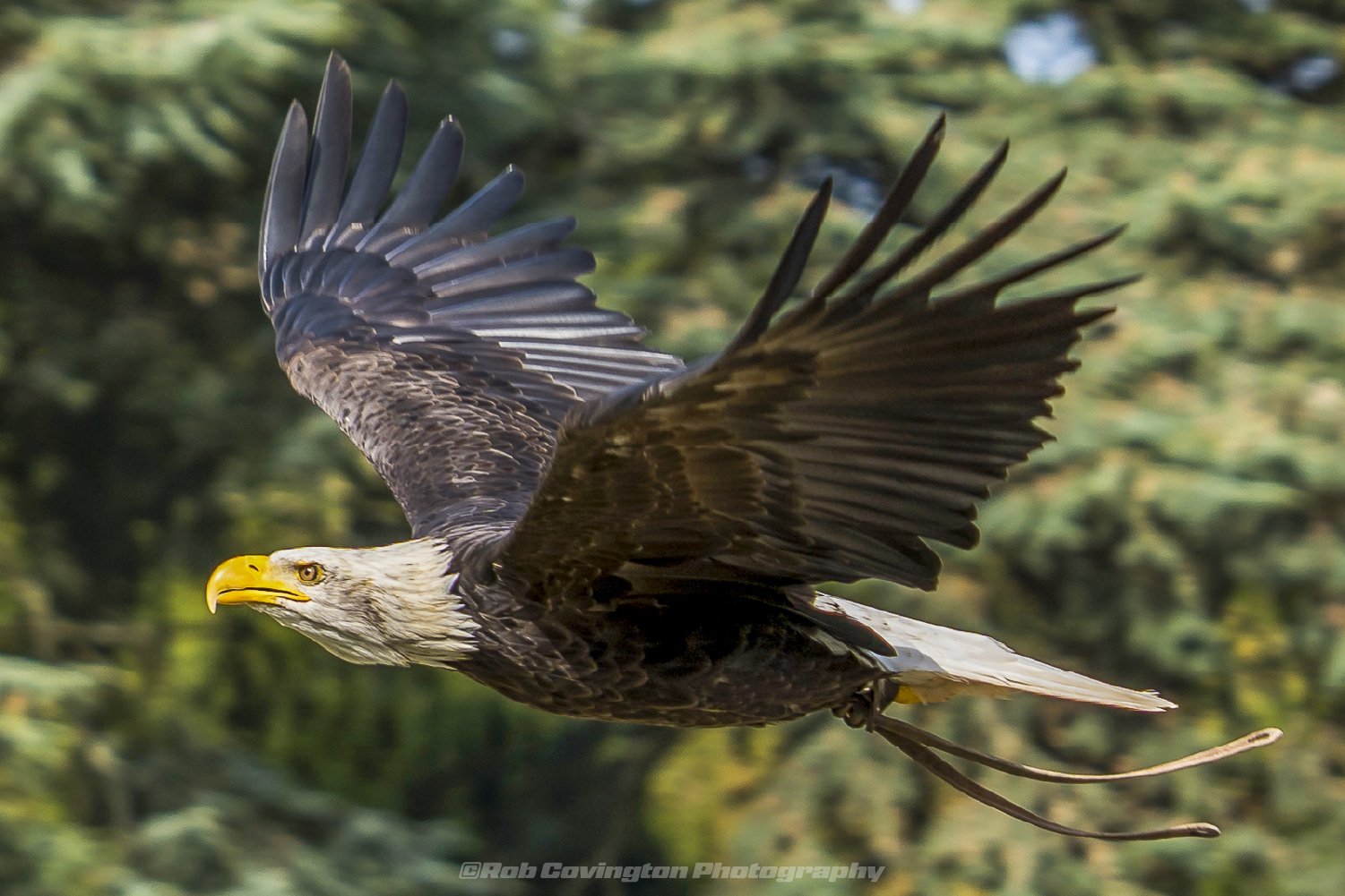 Bald Eagle in flight, wildlife photography, by Rob Covington.
