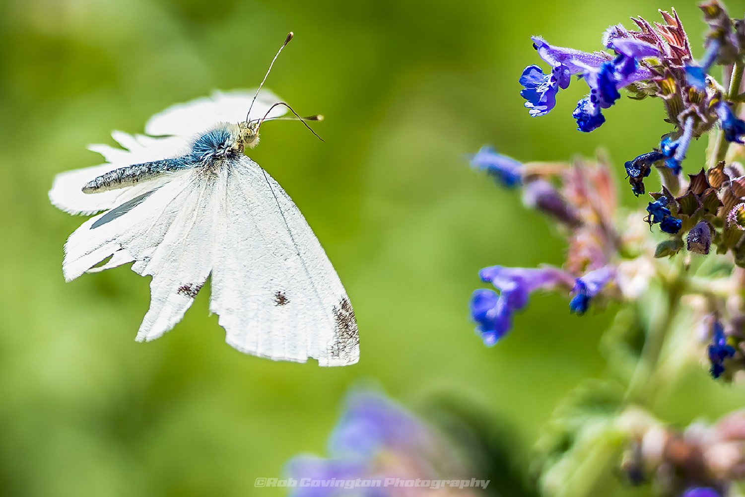 A battered butterfly in flight, by Rob Covington.