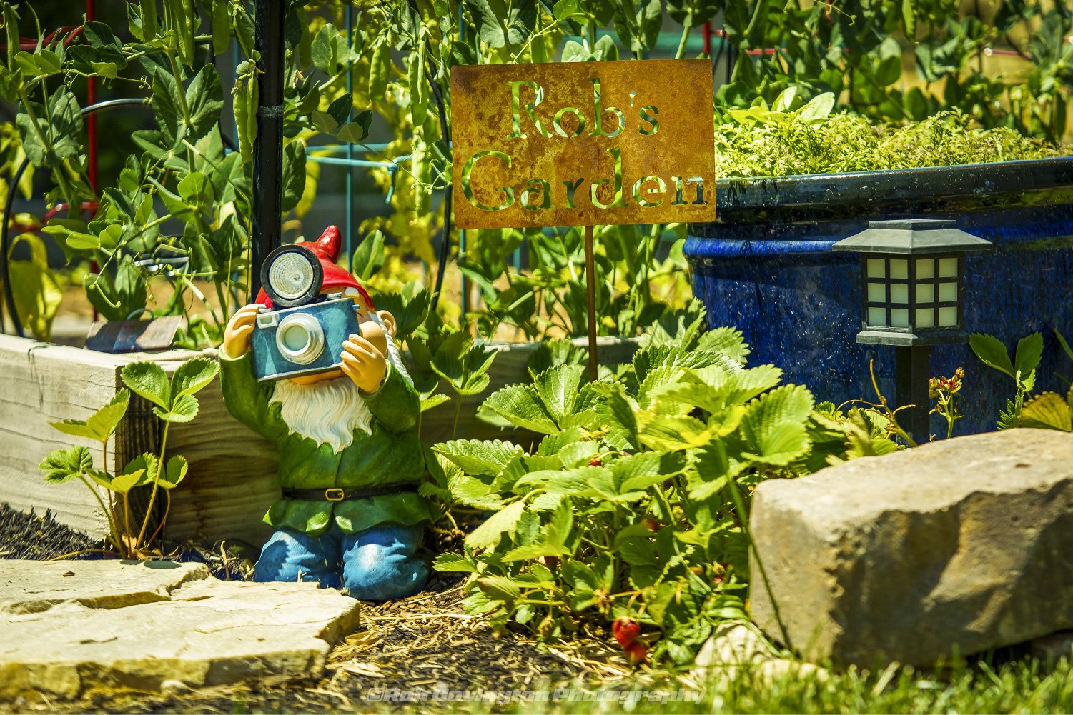 A garden gnome taking a photograph with a sign behind him reading Rob's Garden.
