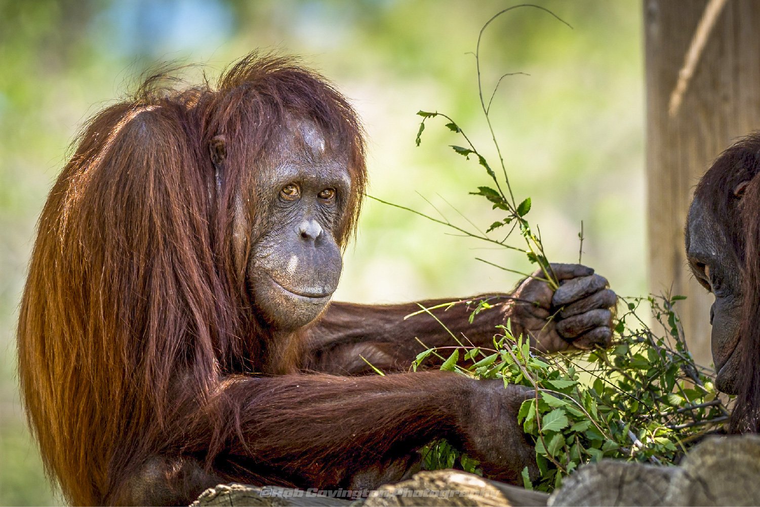 Orangutan wildlife photography, by Rob Covington.