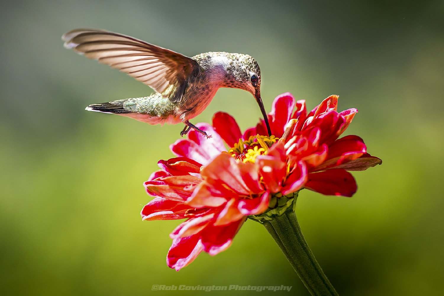 Macro photography of a hummingbird drinking nectar from a Zinnia, by Rob Covington.
