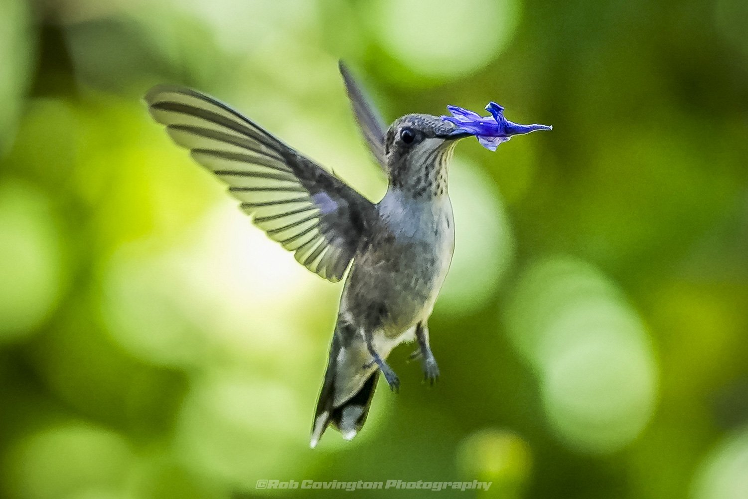 Hummingbird in flight with beak stuck in a flower, by Rob Covington.