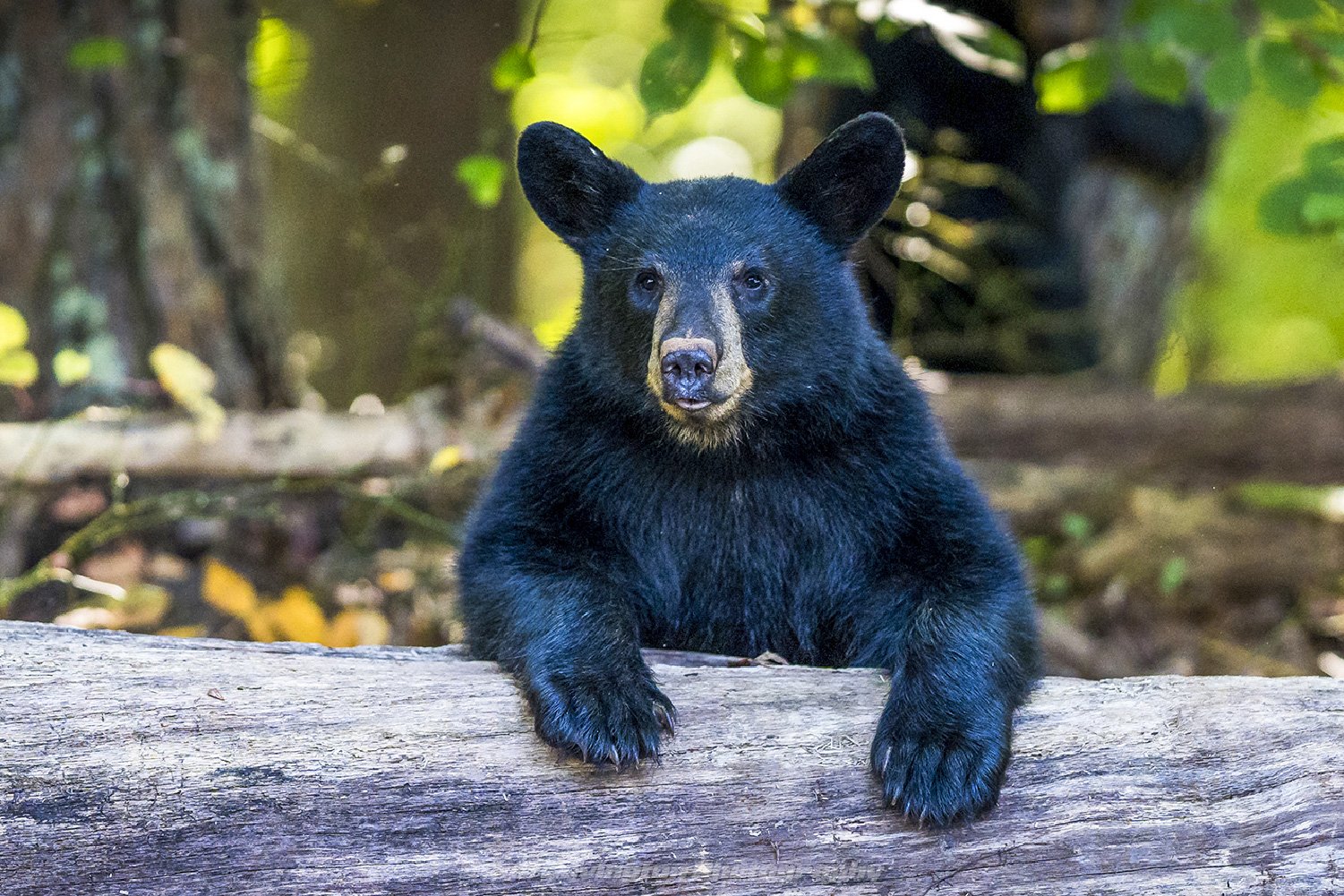 Black bear cub wildlife photography, by Rob Covington.