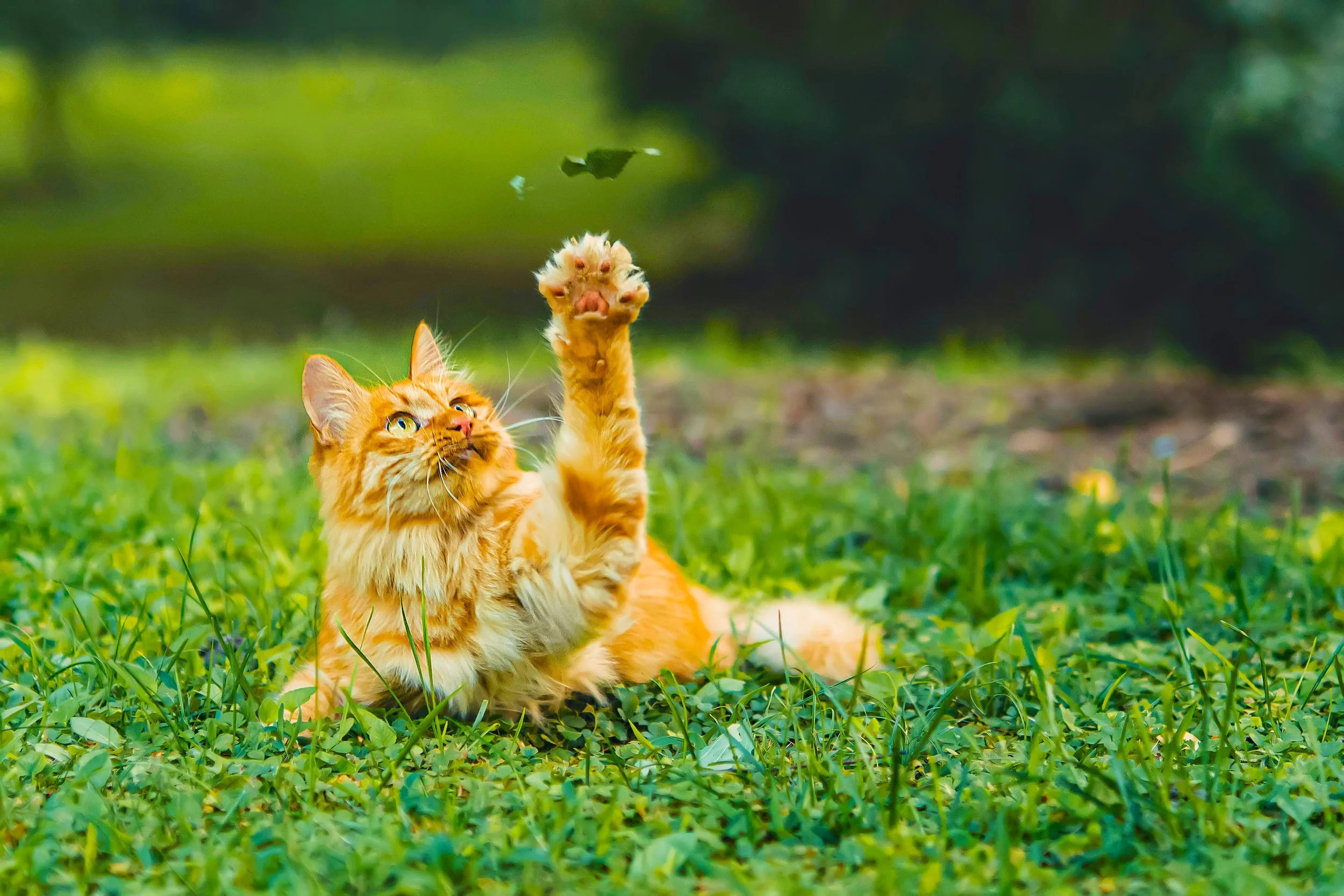 cat supplements, natural cat vitamins, cat immune support, urinary health for cats, respiratory support for cats, feline wellness products