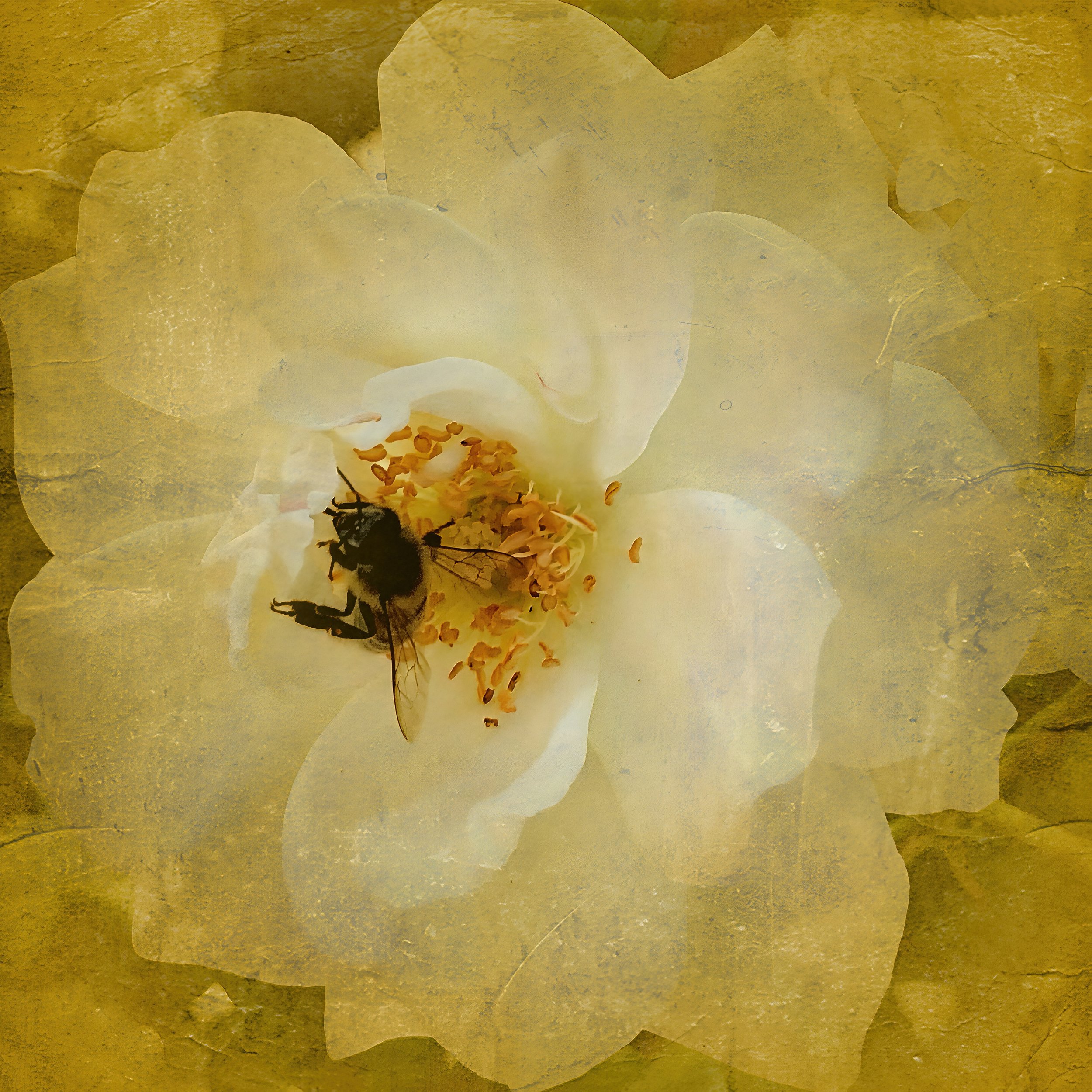 RoseBeeGoldenVintageVintageScene516432199-gigapixel-recover v2-4x.jpeg