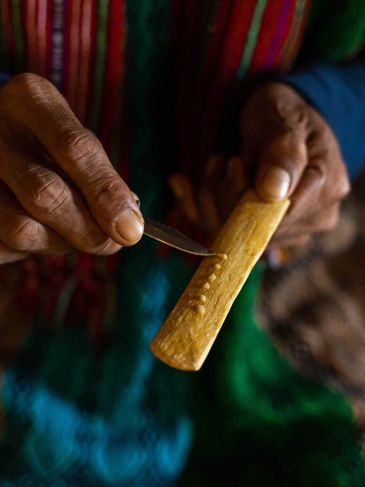 Kambo being prepared