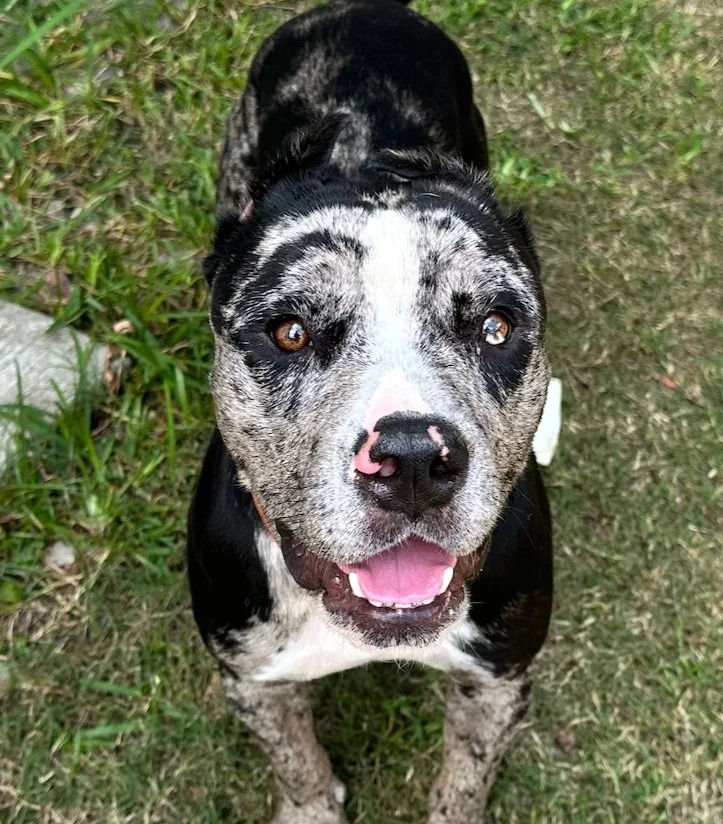 Happy black and white mixed breed dog on grass