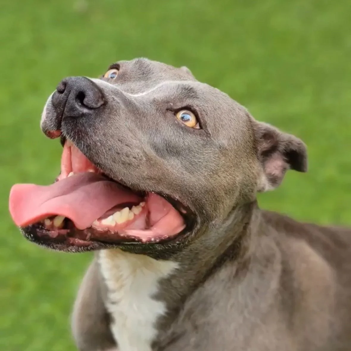 Gray pit bull with white chest sitting indoors, surrounded by plants.