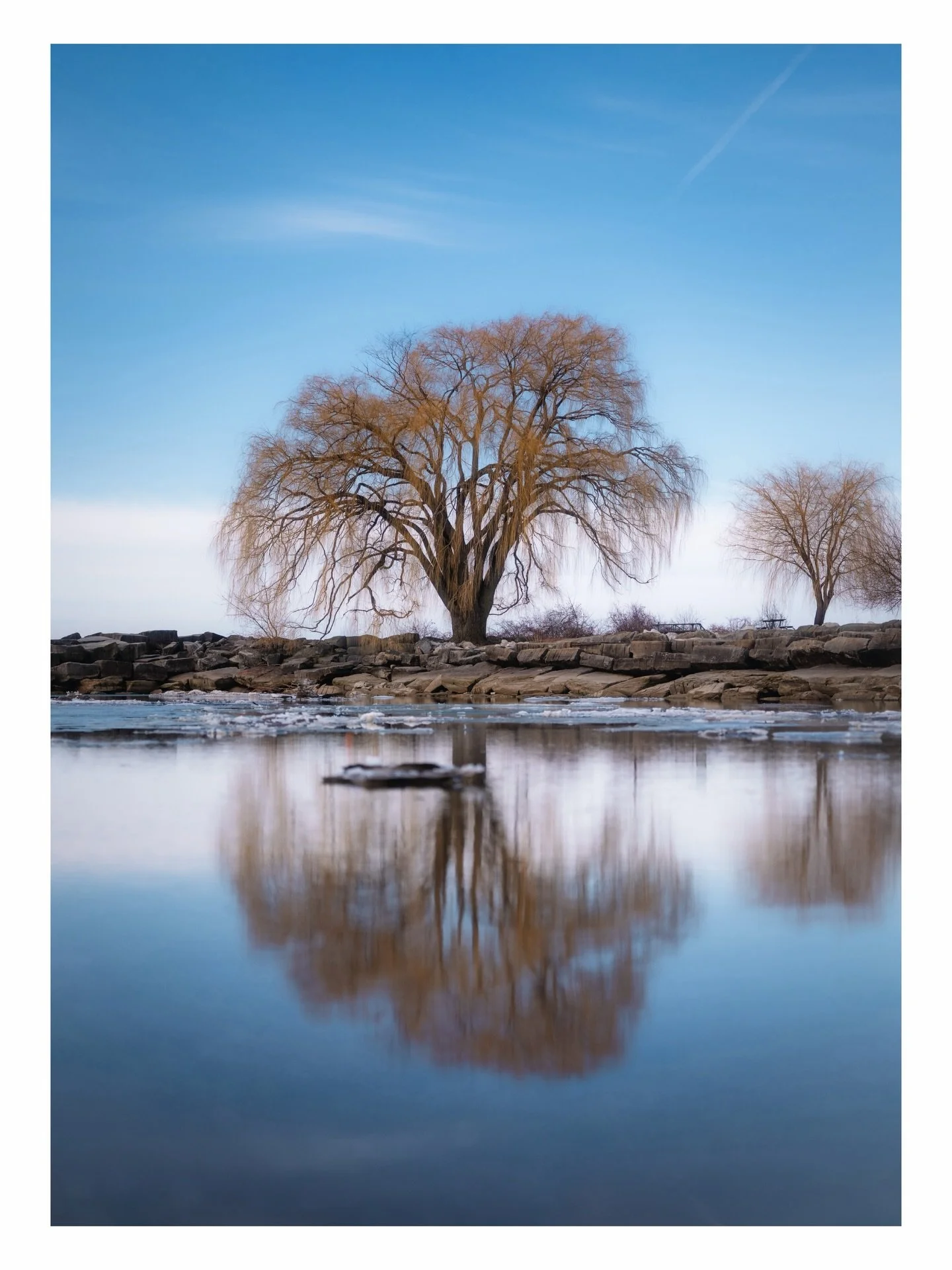 ~Long before these crowded streets, here stood my dreaming tree.~