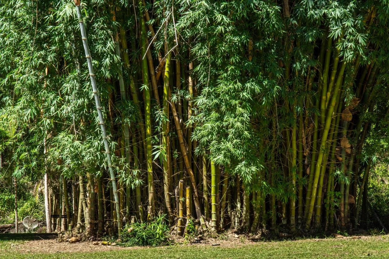 Bamboo growing on Avana Byron Bay