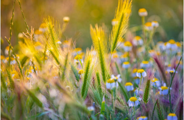 Prairie Walk